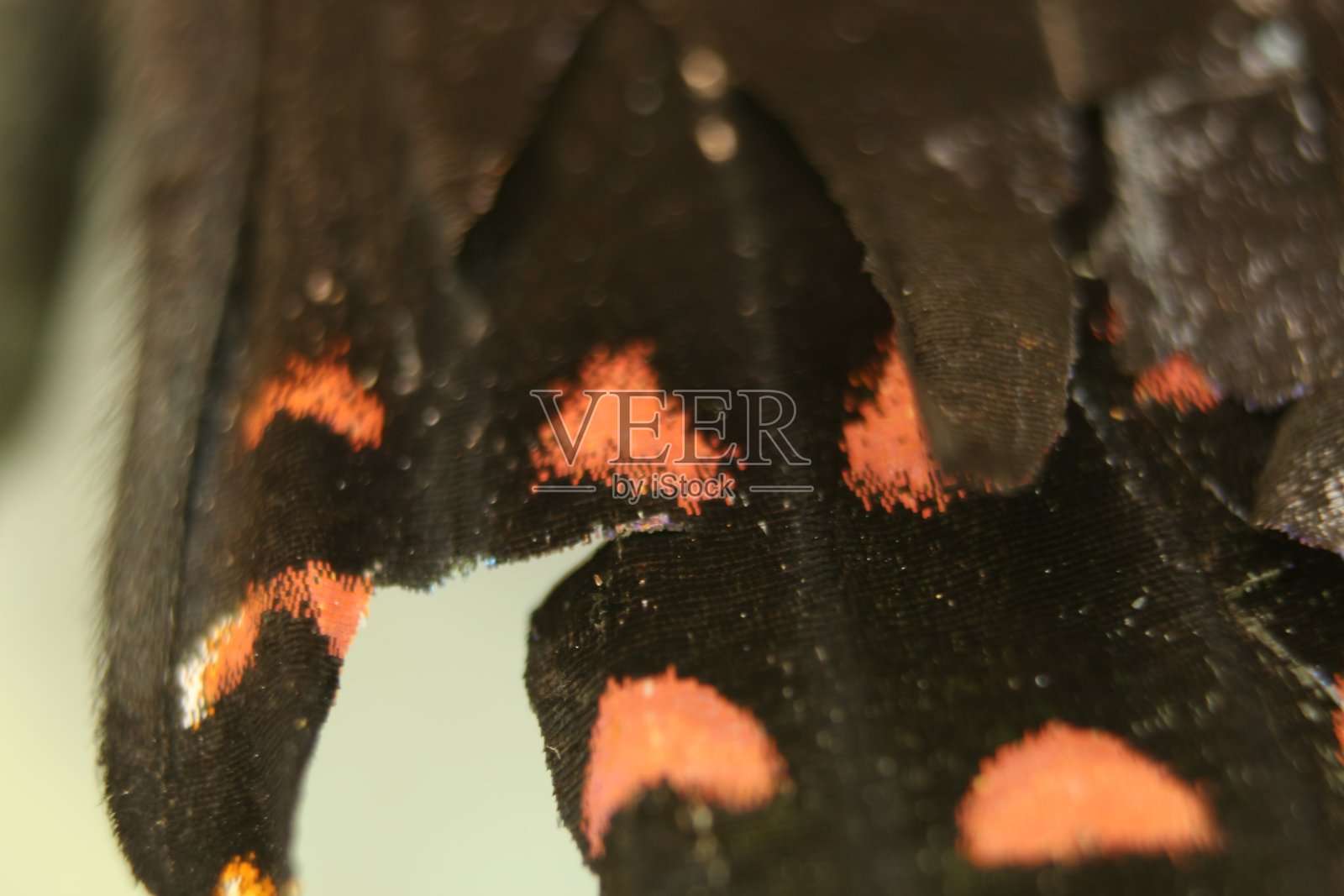 夜蝶微距摄影照片摄影图片