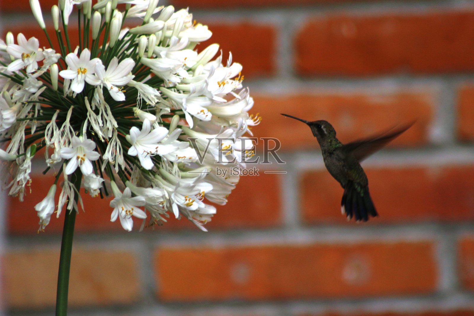 蜂鸟蹲着吃东西照片摄影图片