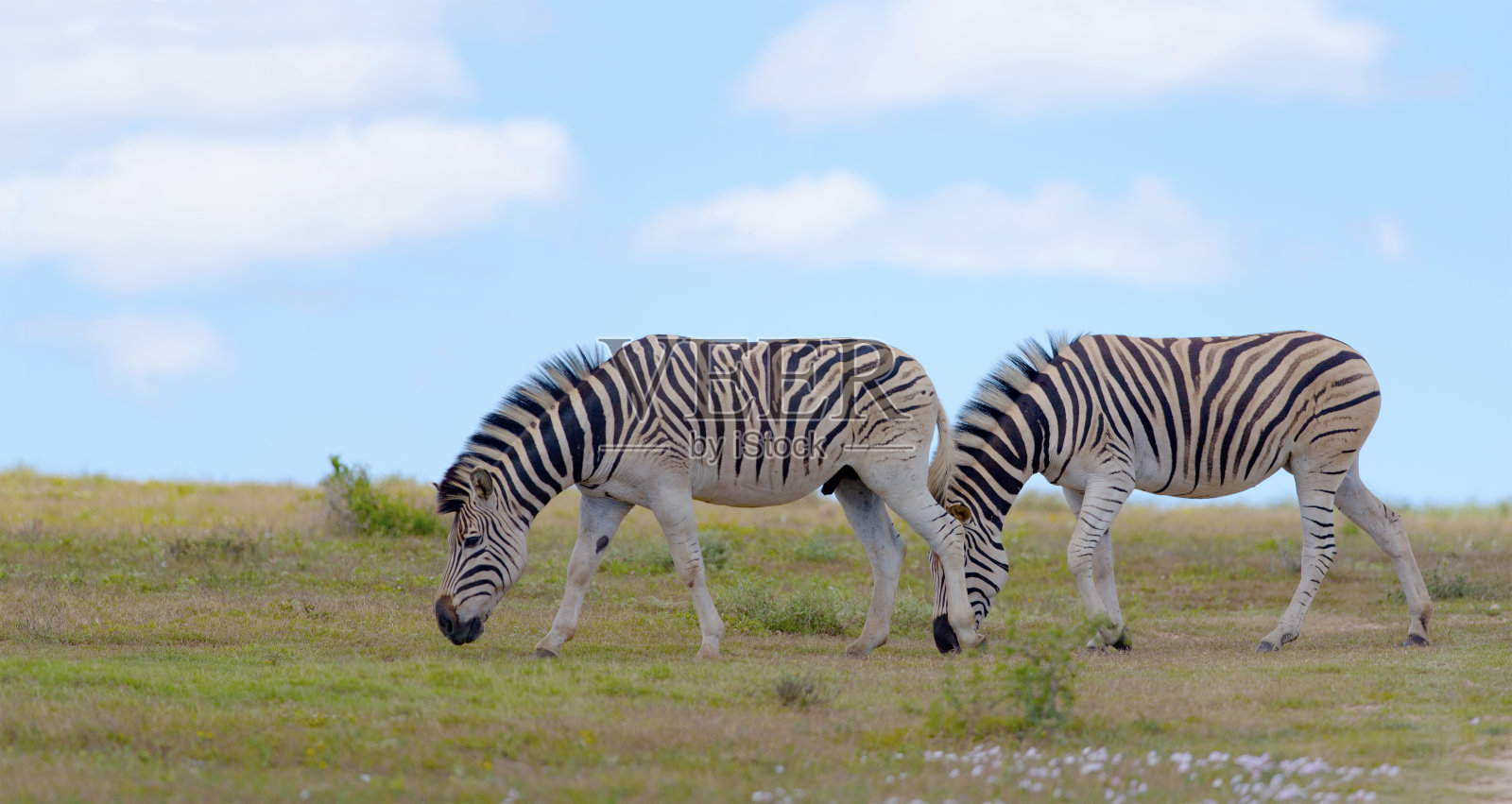 来自非洲大草原的波切尔斑马照片摄影图片