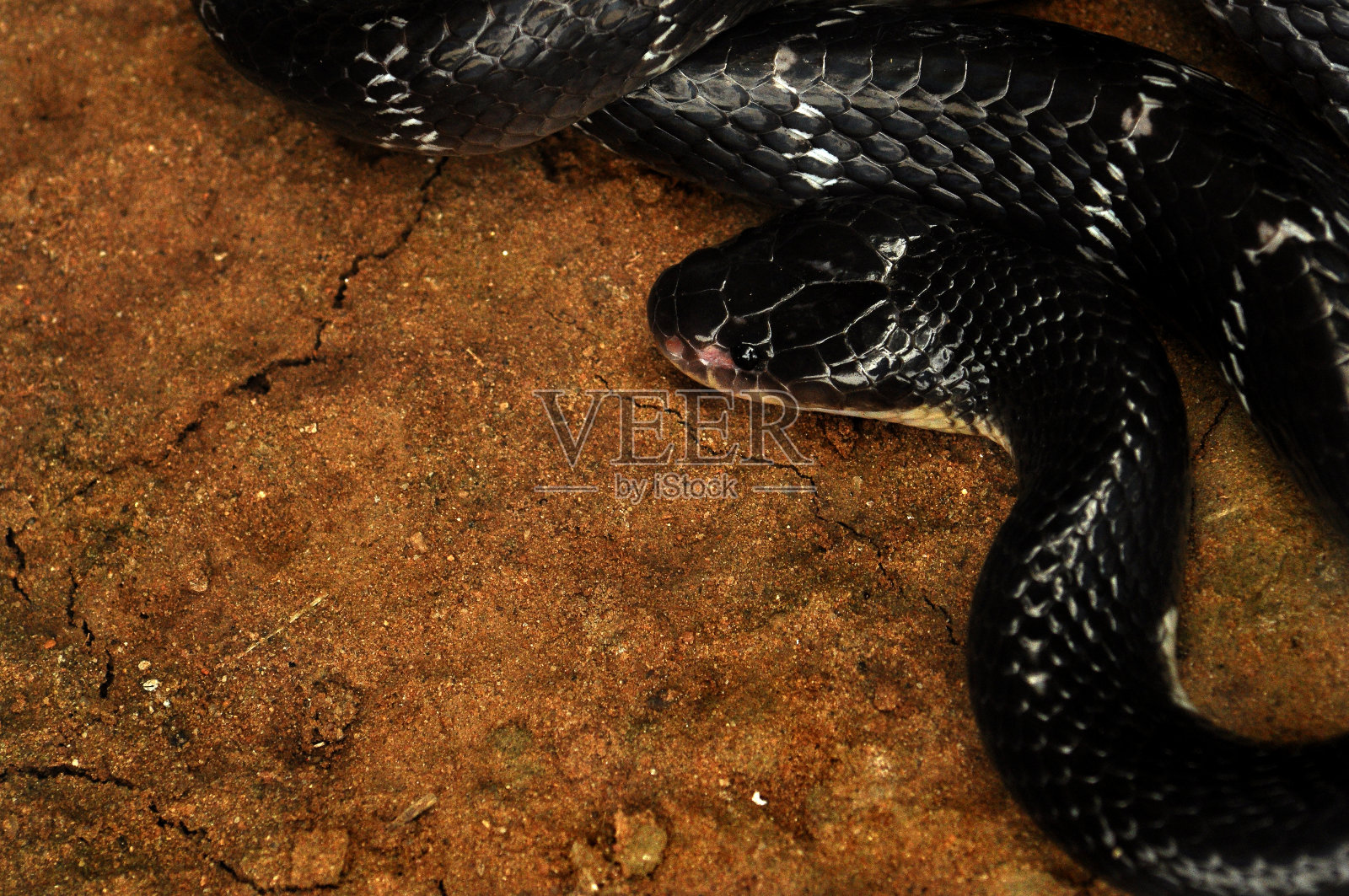 印度金环蛇照片摄影图片