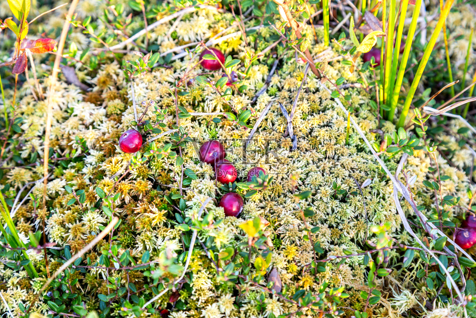 生长在苔藓中的野生蔓越莓，照片摄影图片
