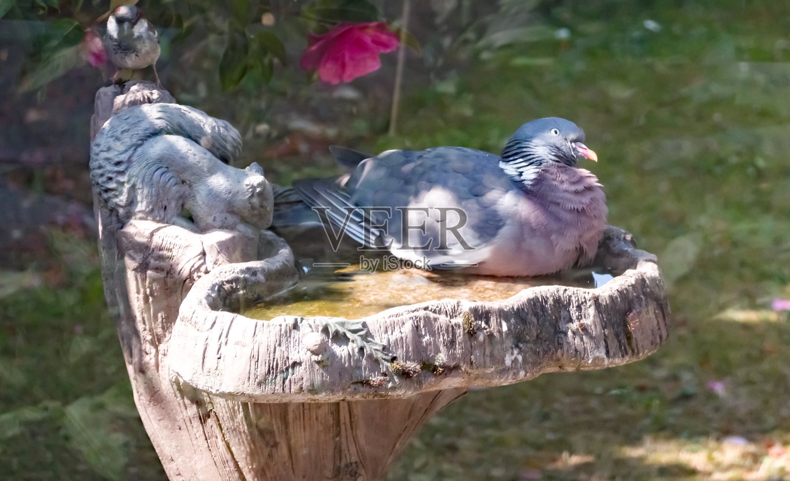 木鸽坐在水盆里冷却照片摄影图片