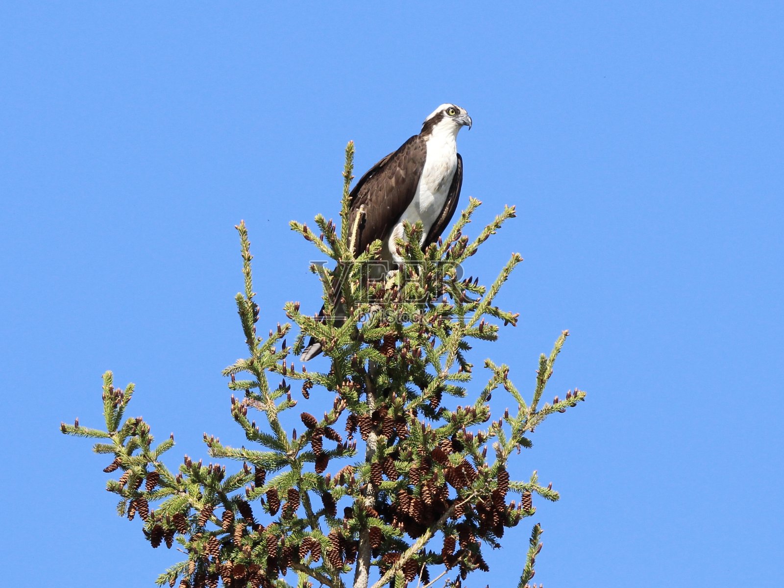鱼鹰栖息在松树顶上。照片摄影图片