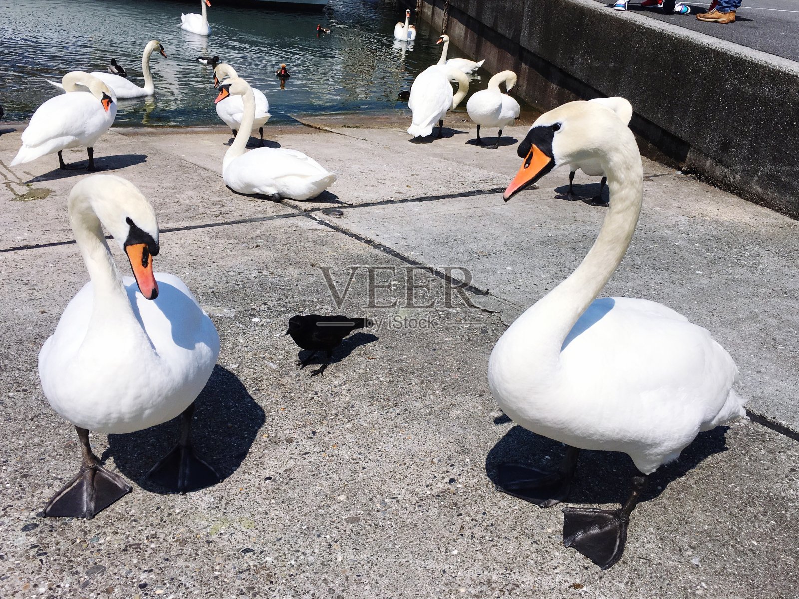 天鹅照片摄影图片