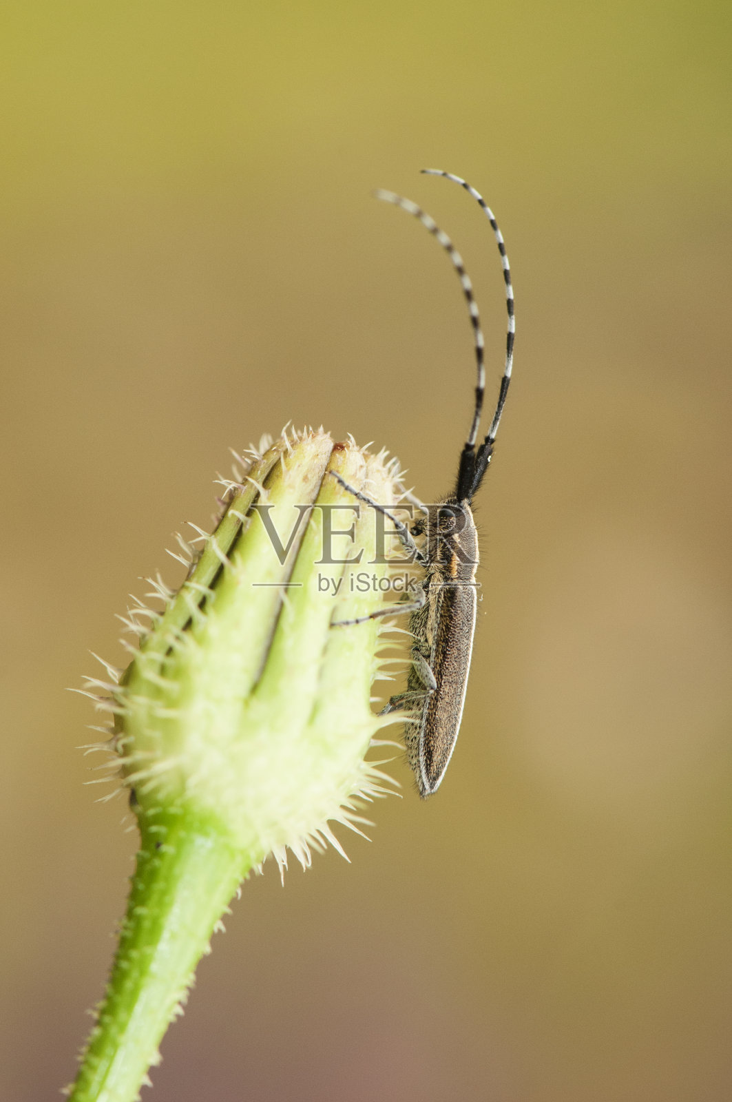 春天，一种普通天牛科的小甲虫在这种鲈鱼以绿色茧为食的绿色蔬菜上生长照片摄影图片