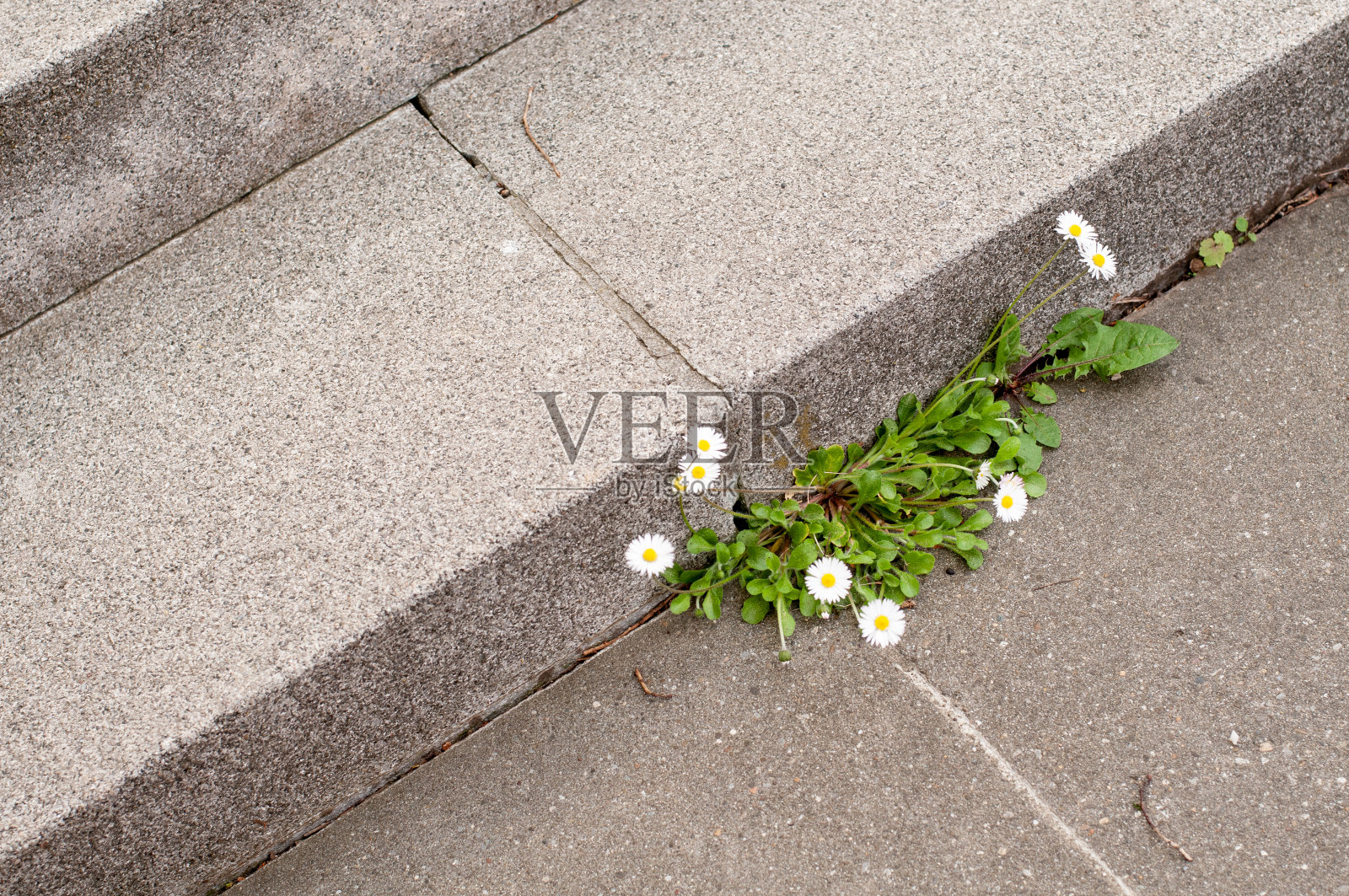 花园里的水泥台阶上长着雏菊照片摄影图片