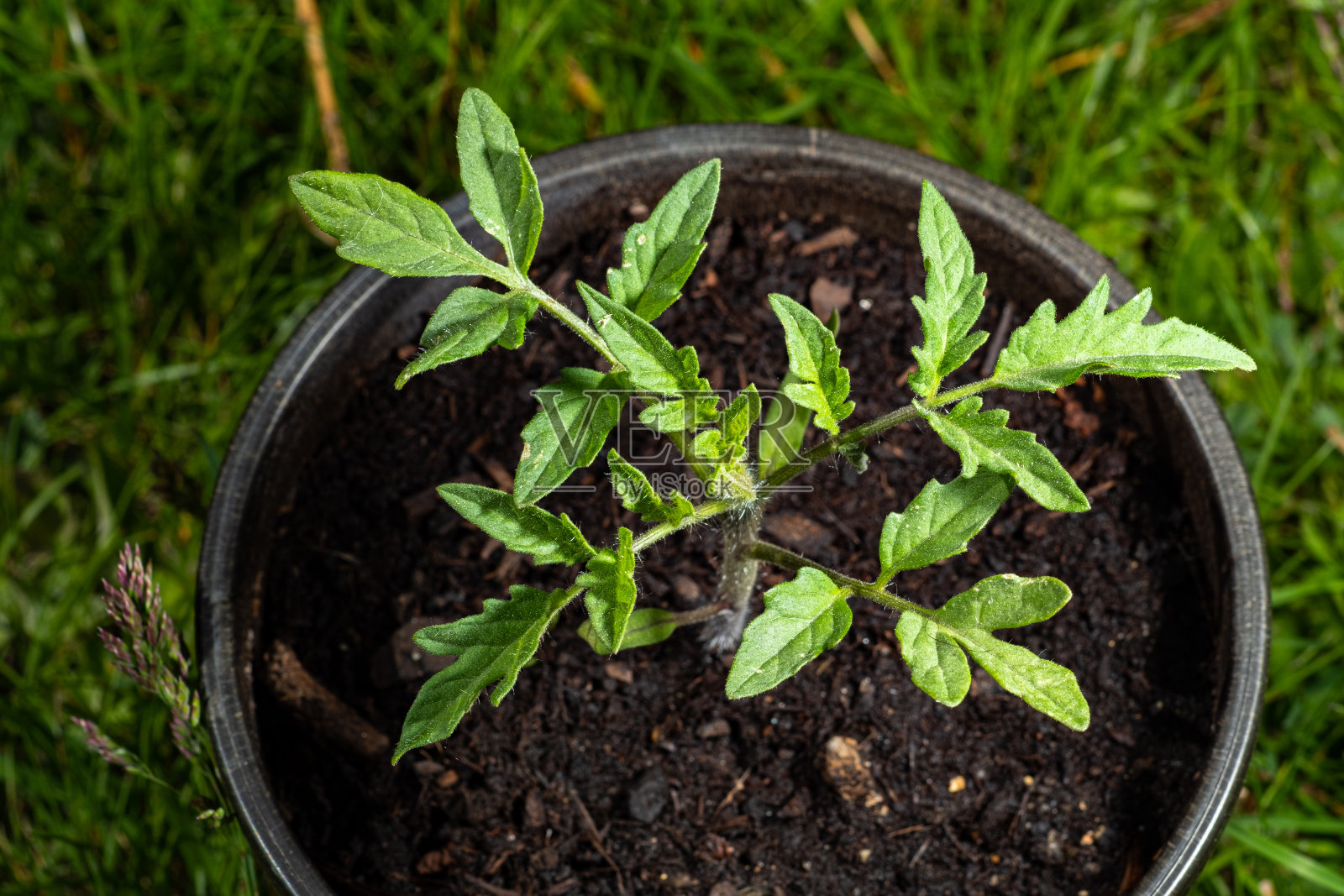 番茄幼苗照片摄影图片