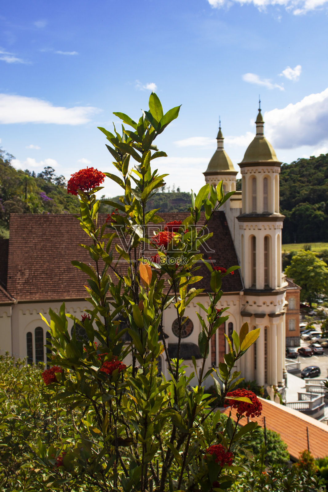 玫瑰山上的花照片摄影图片