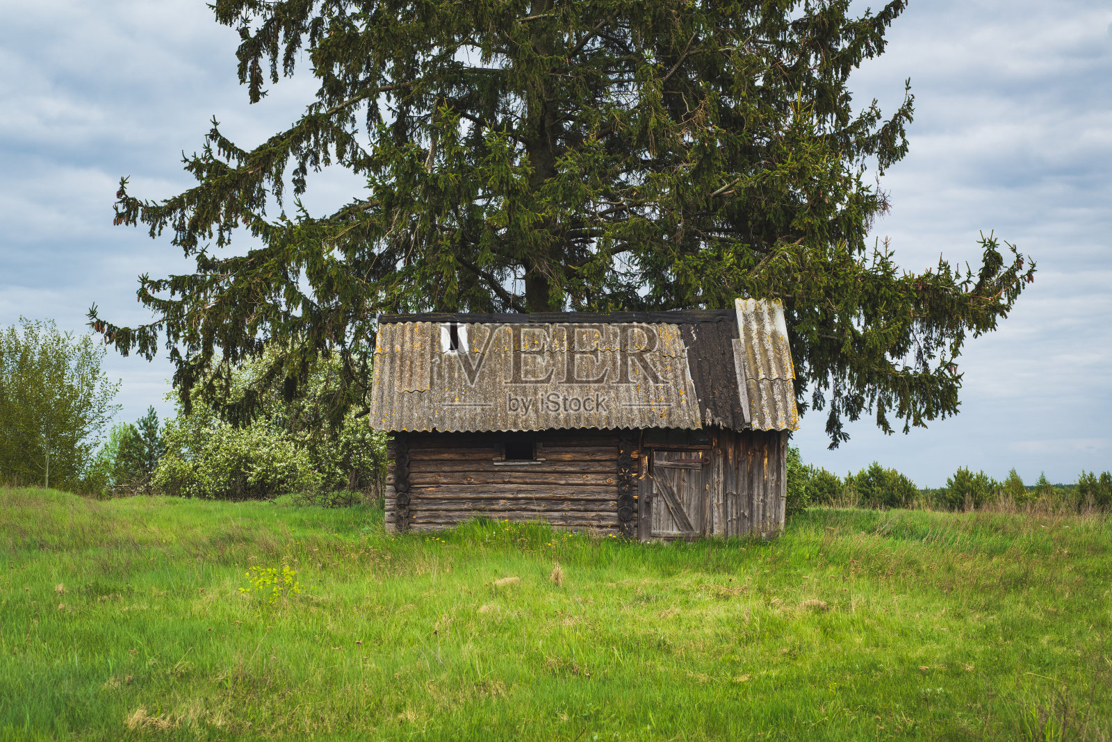童话般的风景。一座古老的木屋坐落在一座绿色的小山上，在一棵巨大的绿色冷杉树下。照片摄影图片