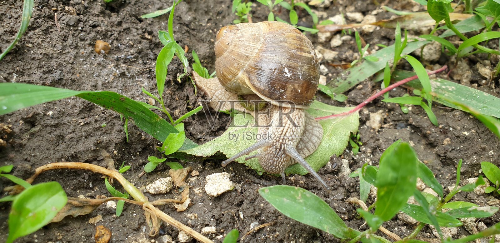 一只大蜗牛躺在灌木丛中间的花坛里照片摄影图片