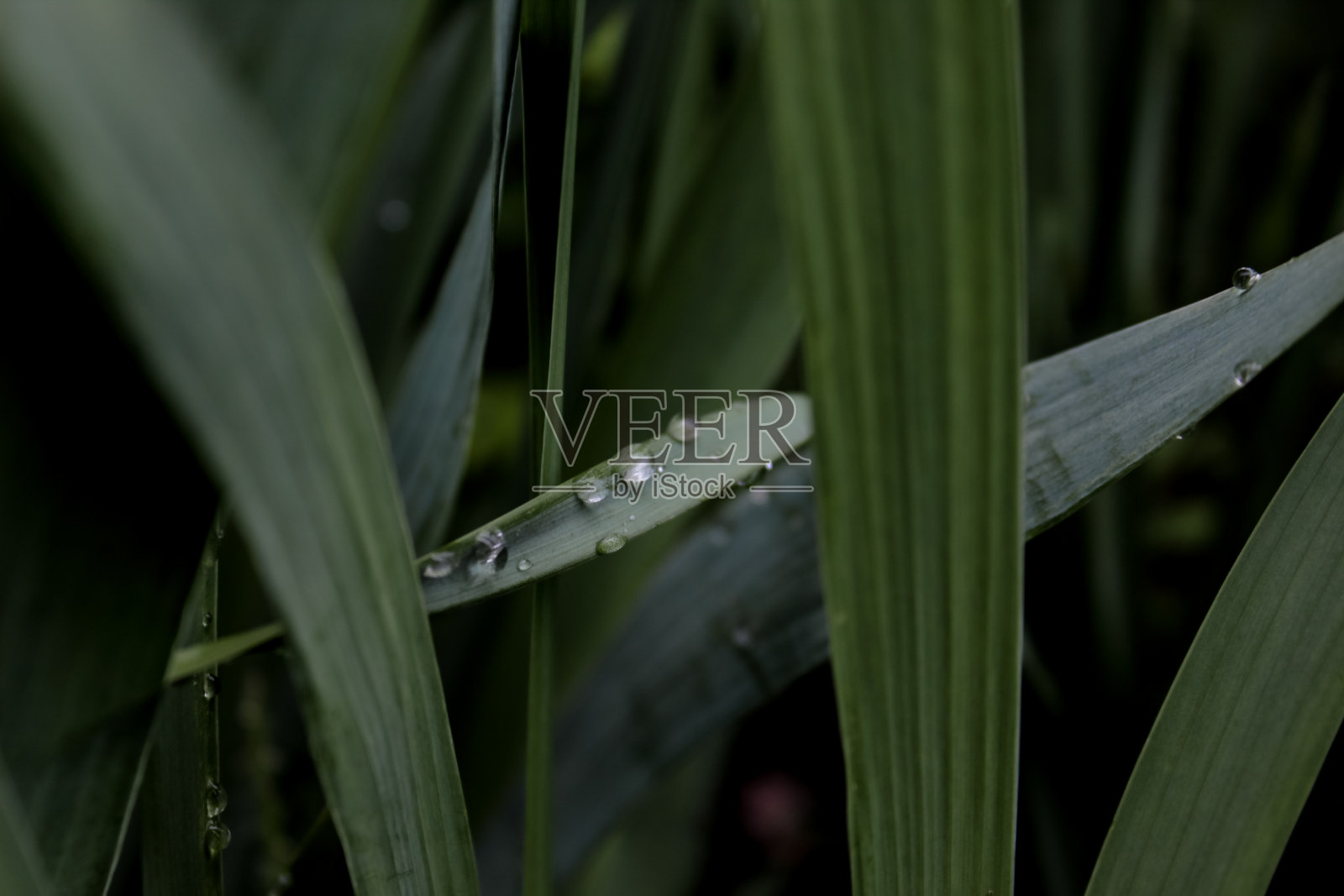 绿色的夏日树叶带着露珠照片摄影图片