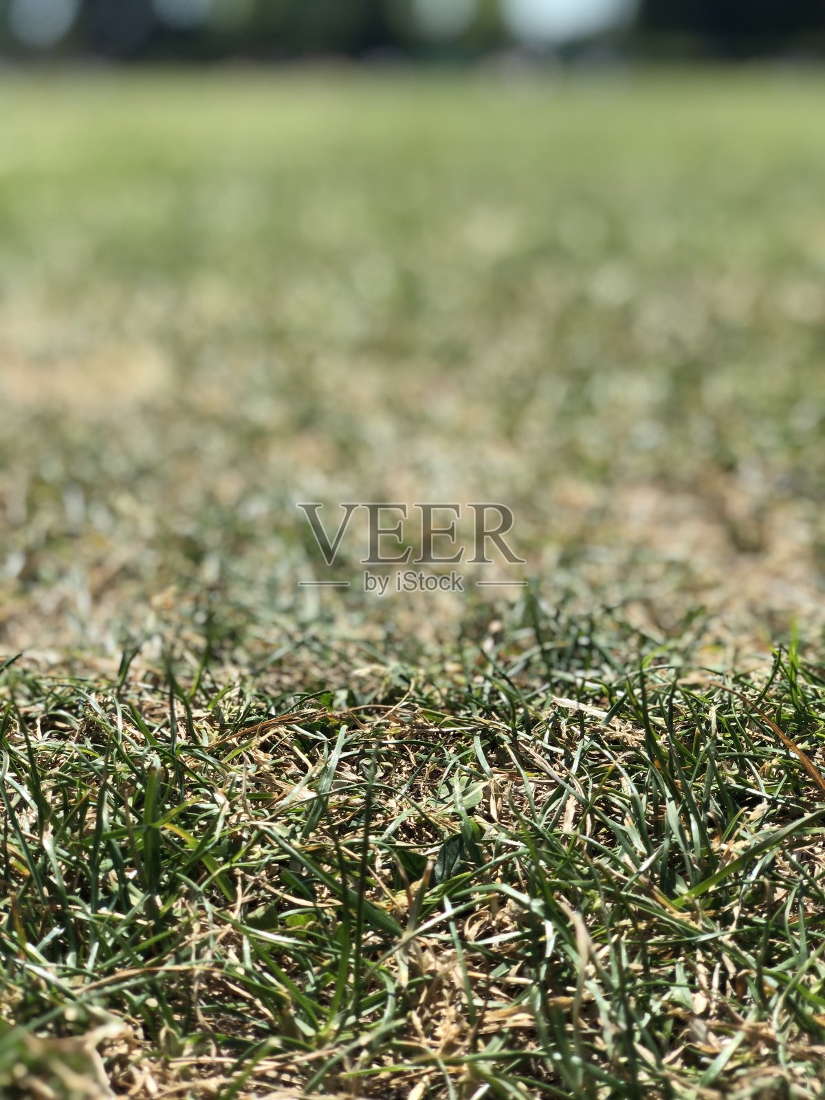 夏天的草照片摄影图片