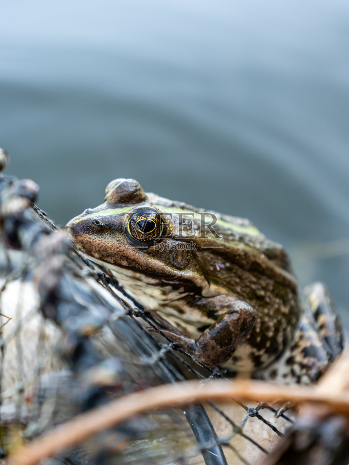 青蛙坐在池塘里照片摄影图片