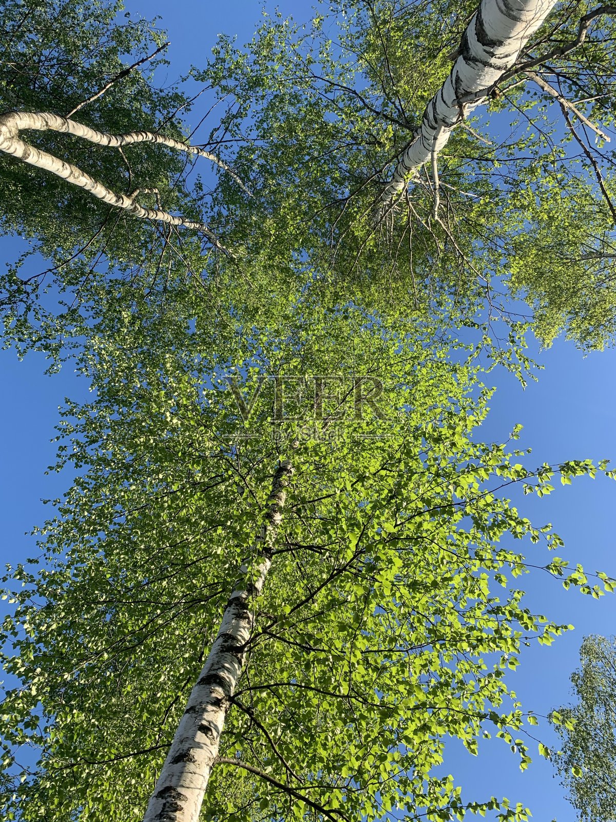 桦树，蓝天，绿叶照片摄影图片