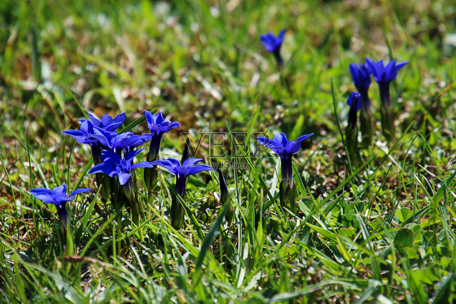 巴伐利亚州草地上的龙胆照片摄影图片