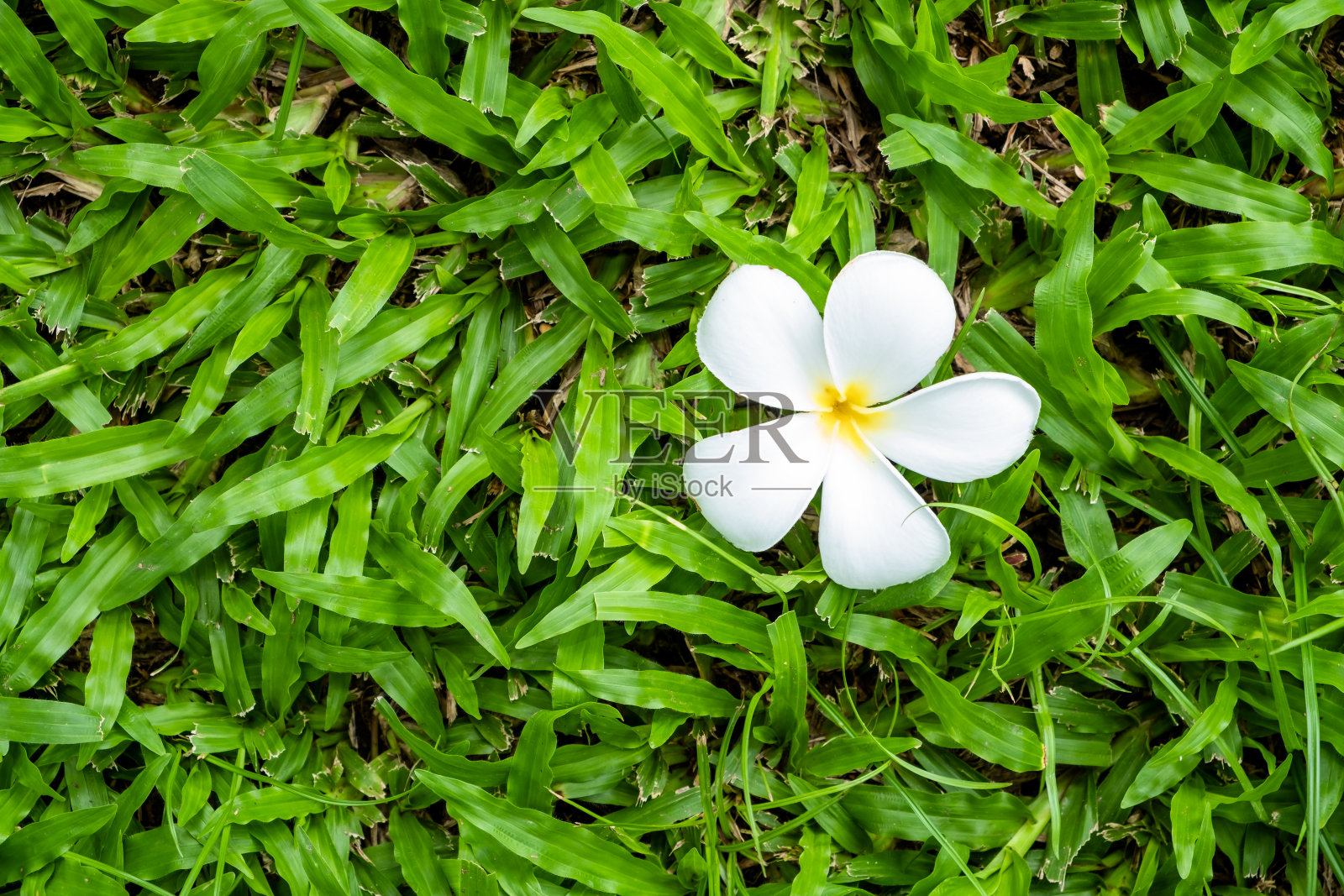 鸡蛋花或鸡蛋花白色和黄色的花瓣落在草地上。照片摄影图片