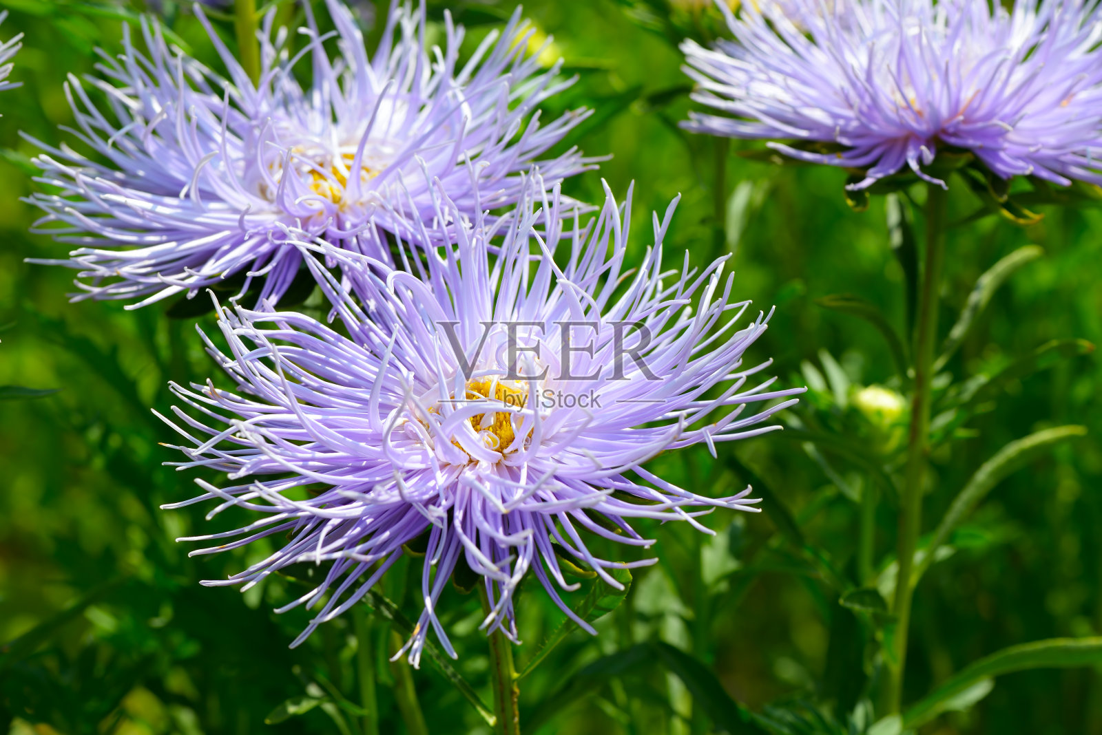 明亮的紫苑淹没在花园的绿色中。照片摄影图片