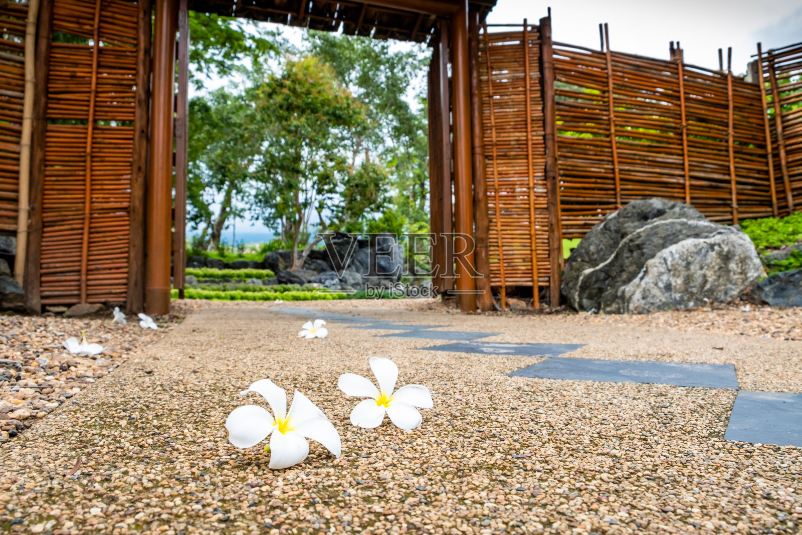 白色和黄色的鸡蛋花落在砾石地上，竹门竹墙的花园。窗外有树木和花园。照片摄影图片