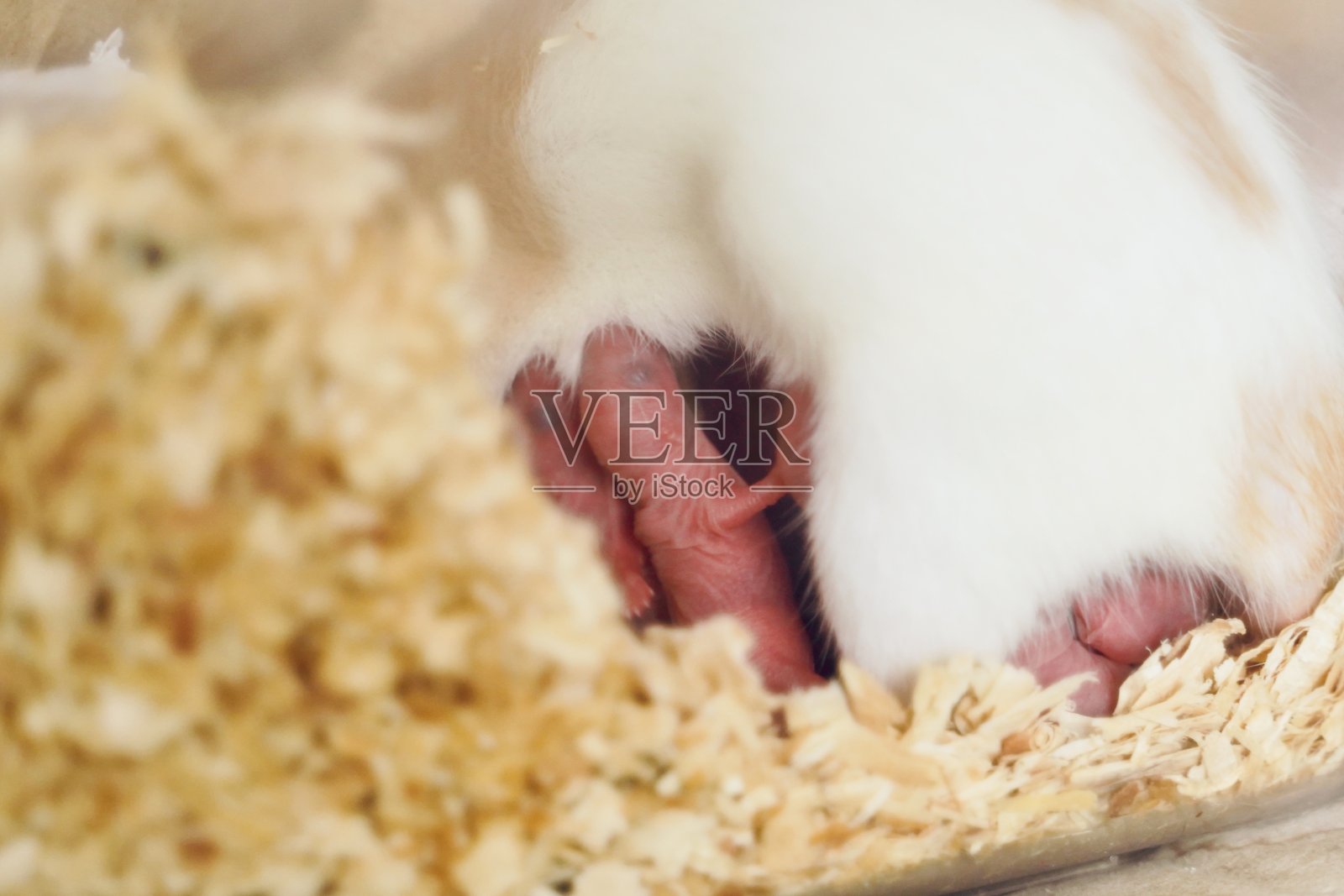 老鼠肥皂照片摄影图片