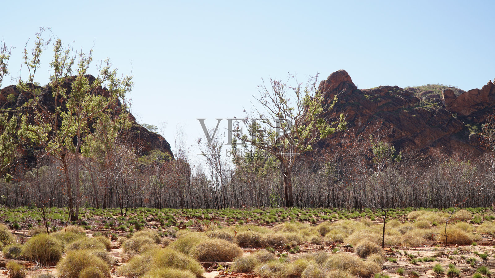 在西澳大利亚的普鲁卢鲁国家公园的迷你棕榈峡谷部分弯曲的棕榈树。照片摄影图片