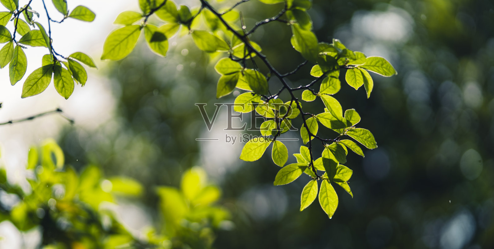 绿叶——雨后在大自然中萌发的绿叶照片摄影图片