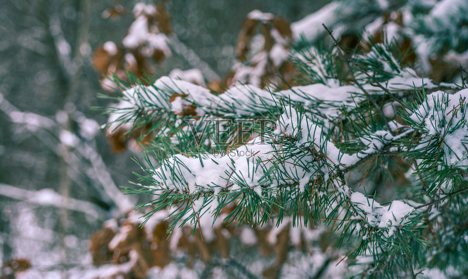 冬季森林照片摄影图片
