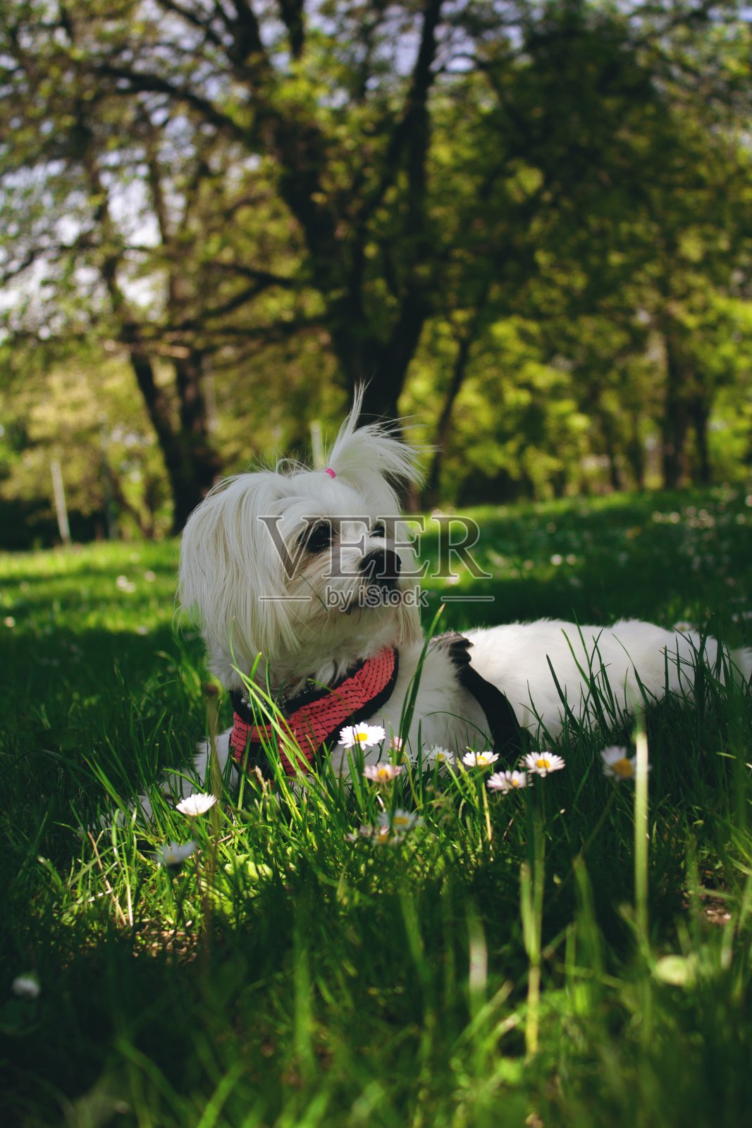 诺埃尔照片摄影图片
