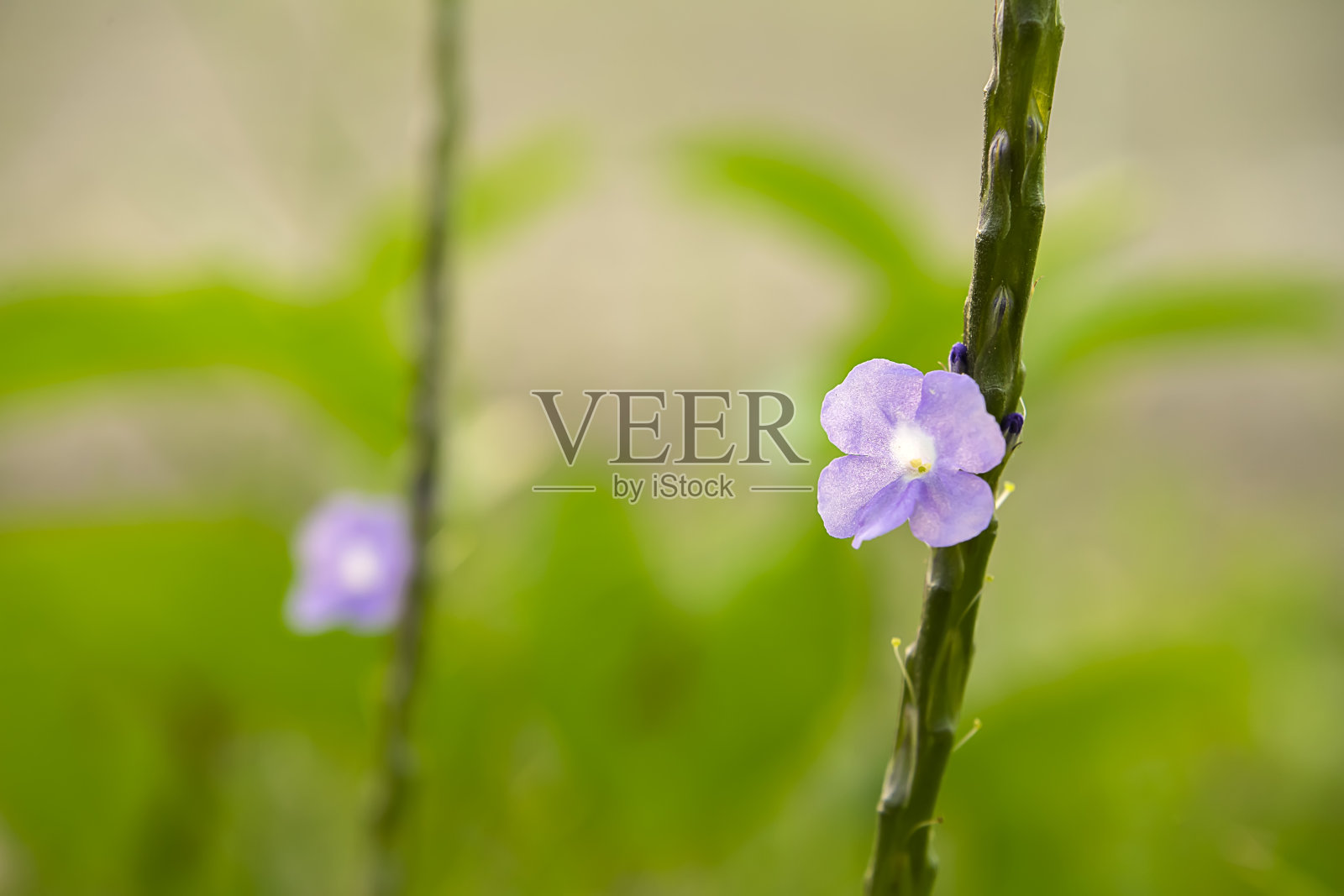模糊背景上的巴西茶树照片摄影图片