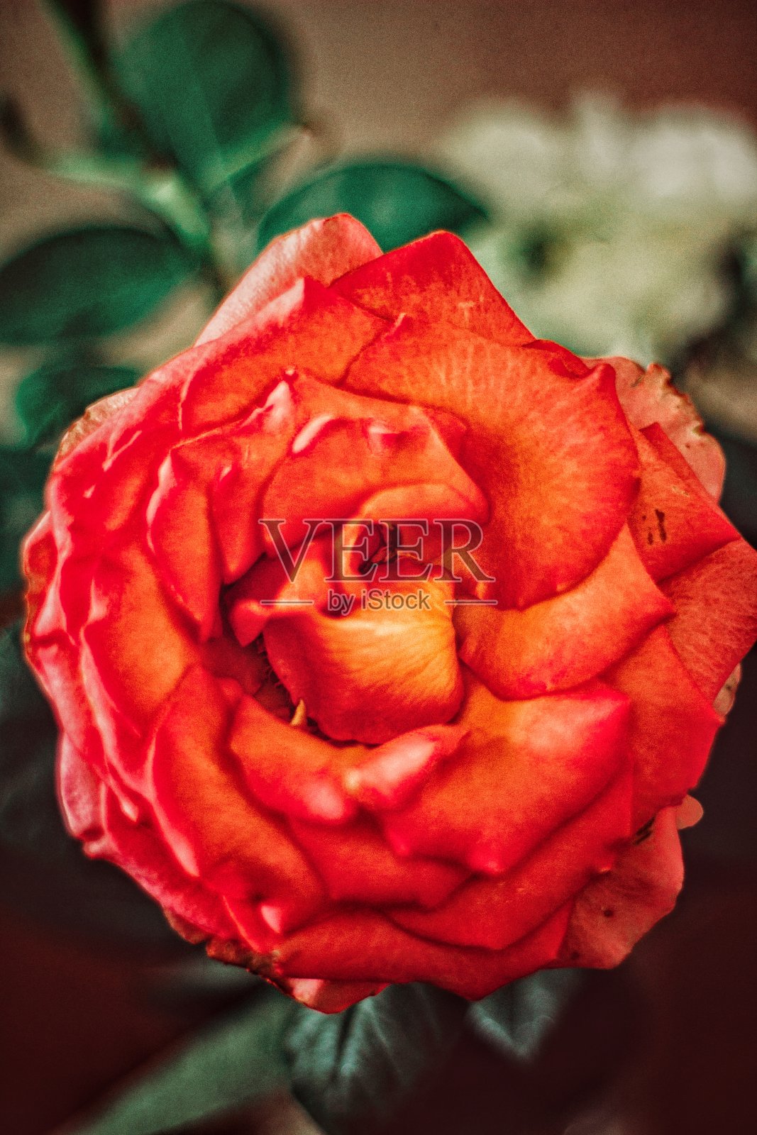 玫瑰照片摄影图片