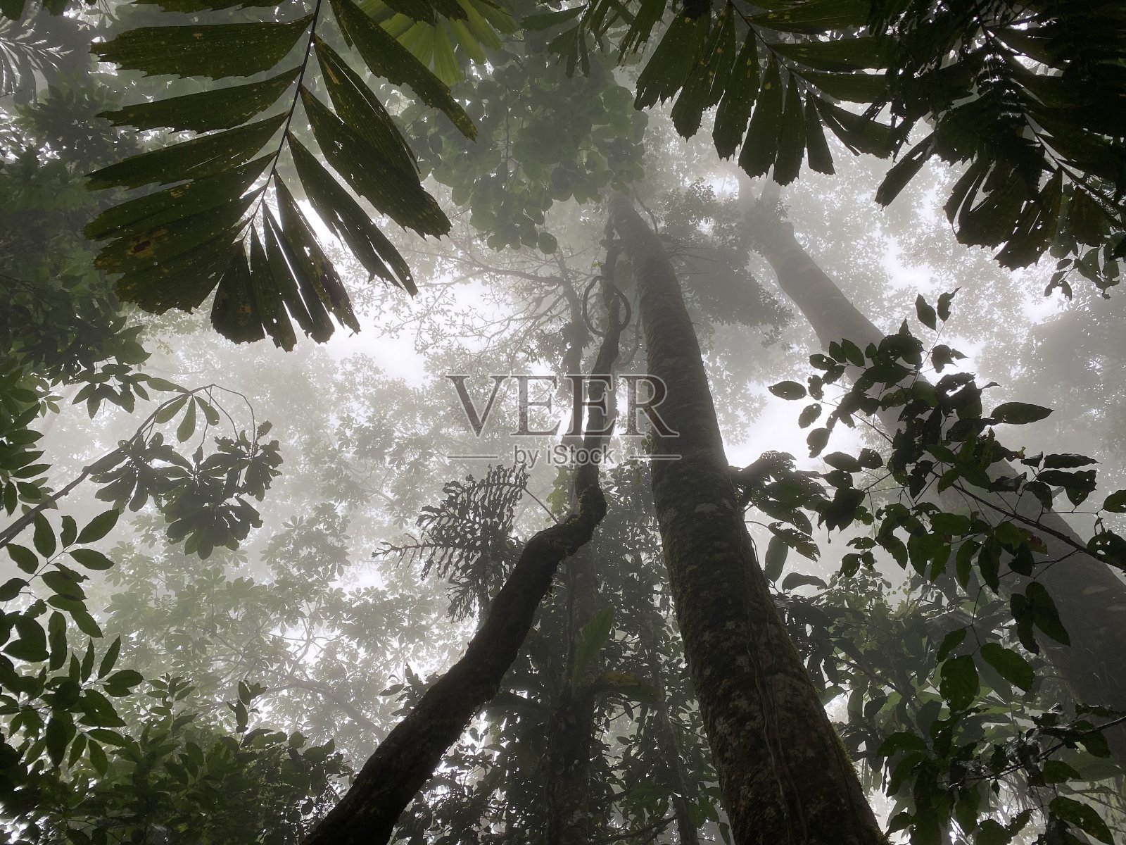 藤蔓天堂照片摄影图片