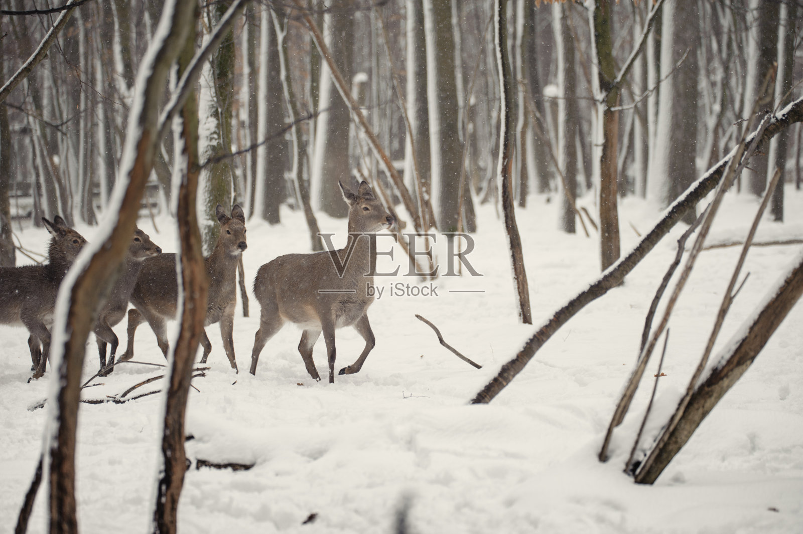 冬天森林里的鹿照片摄影图片
