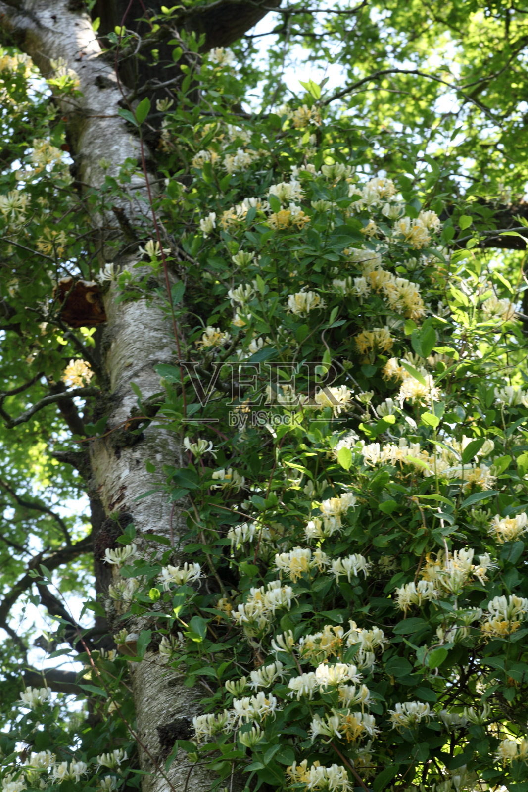 金银花和白桦照片摄影图片