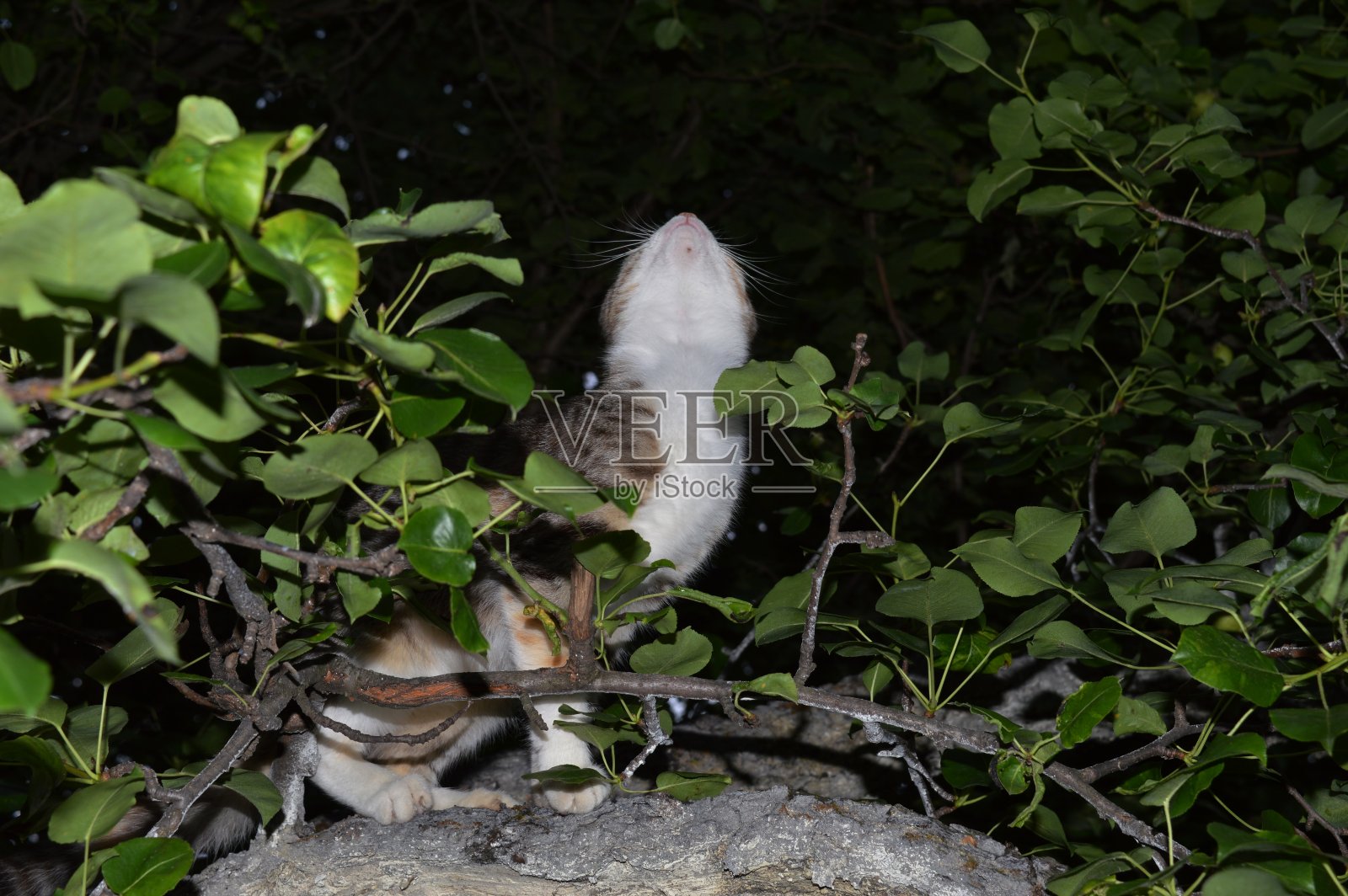 一只小猫在树上等鸟照片摄影图片