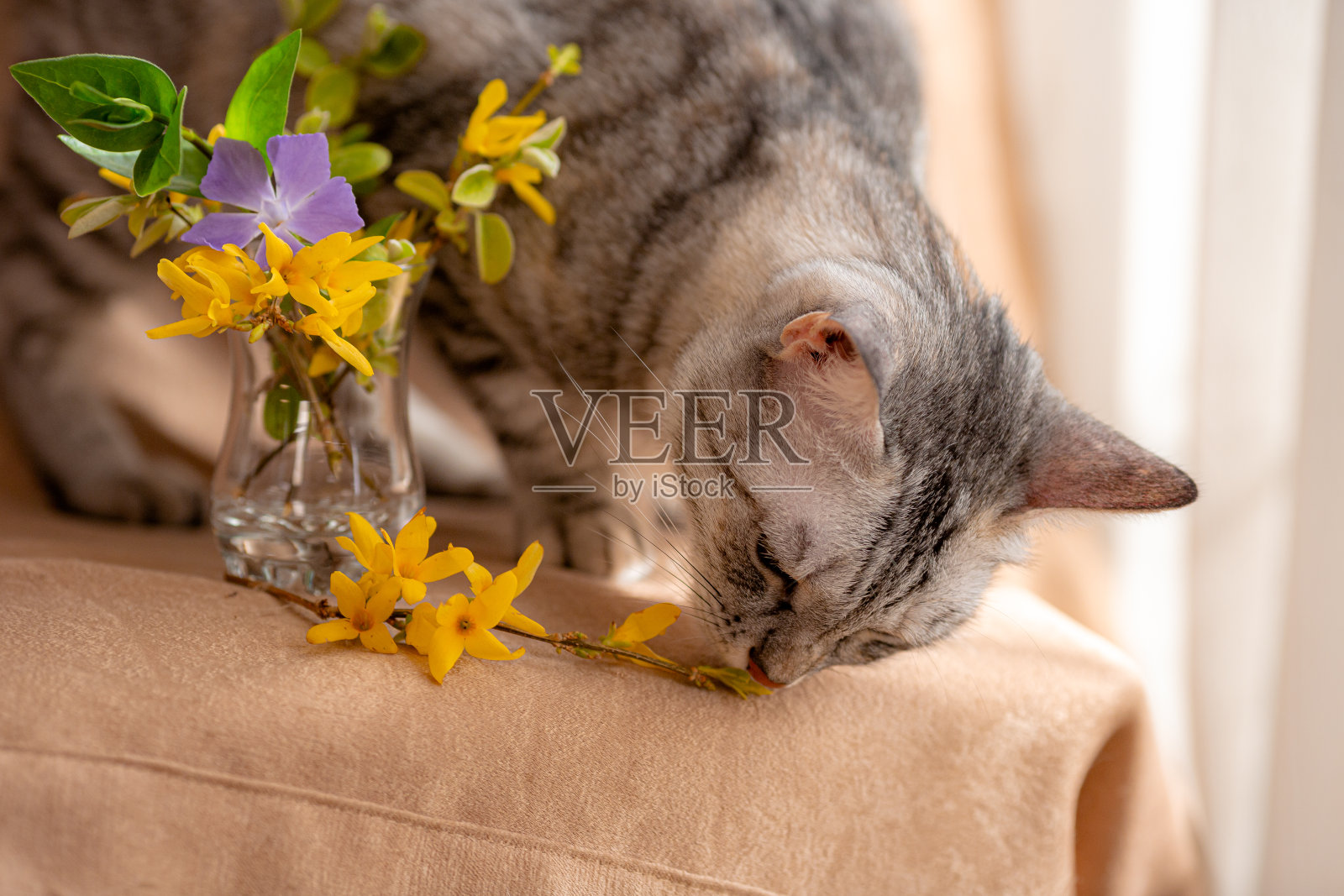 春天的一束鲜花和好奇的小猫照片摄影图片