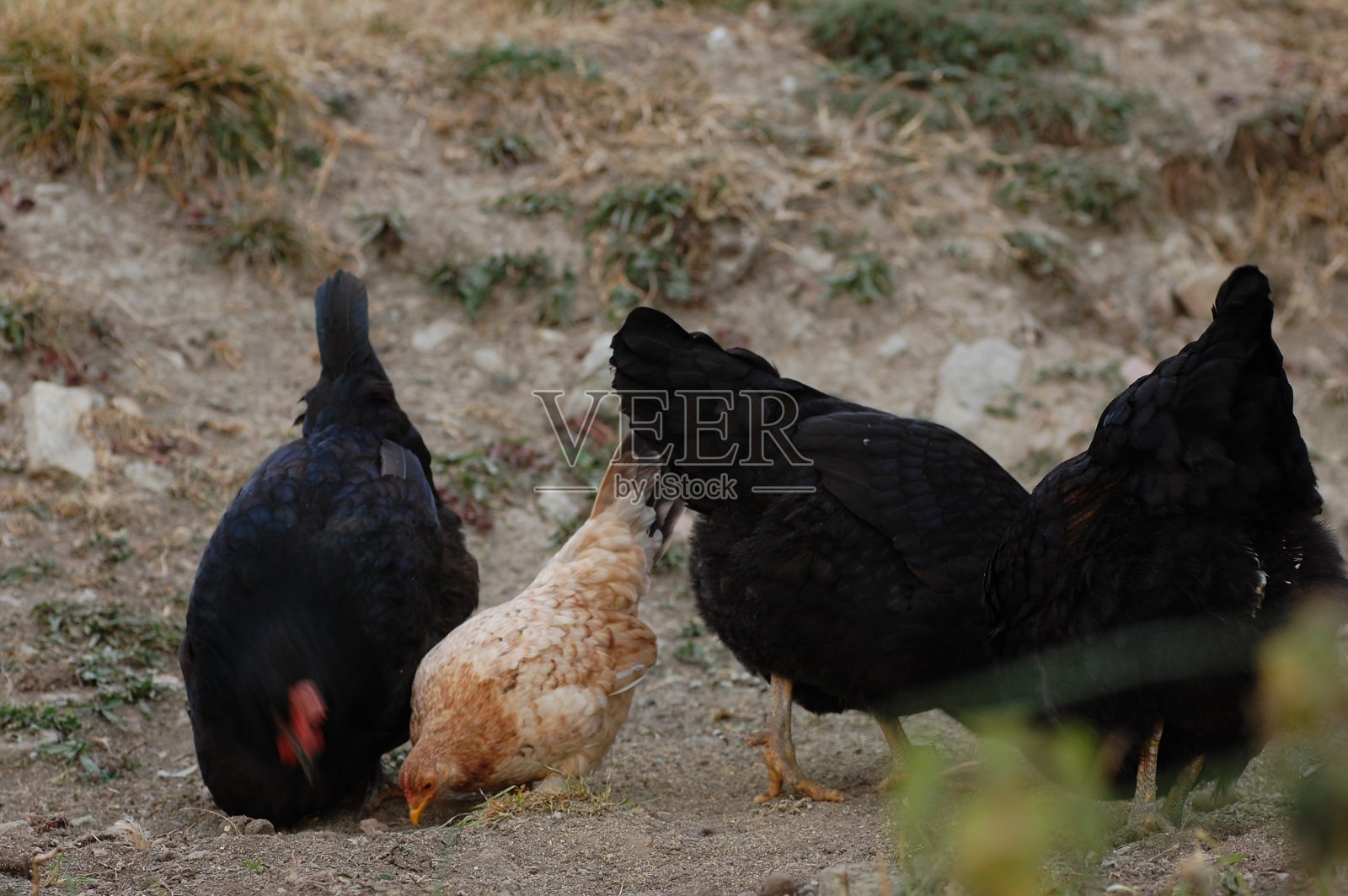 鸡在地上啄食照片摄影图片