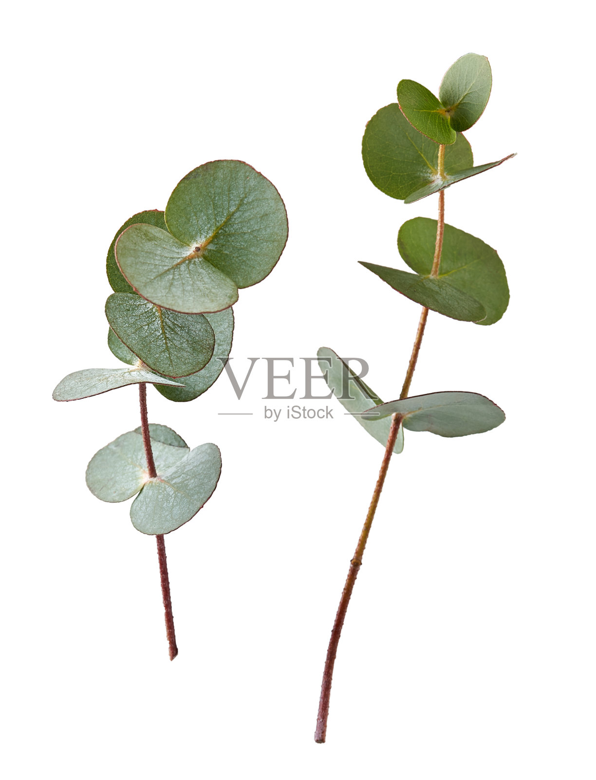 两根桉树的树枝孤立在白色的背景上照片摄影图片