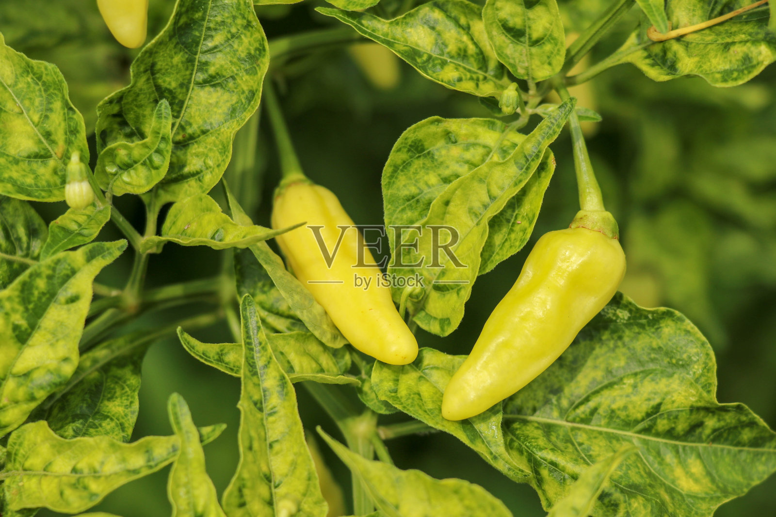 绿色辣椒植物在田间农业的花园。卡宴照片摄影图片