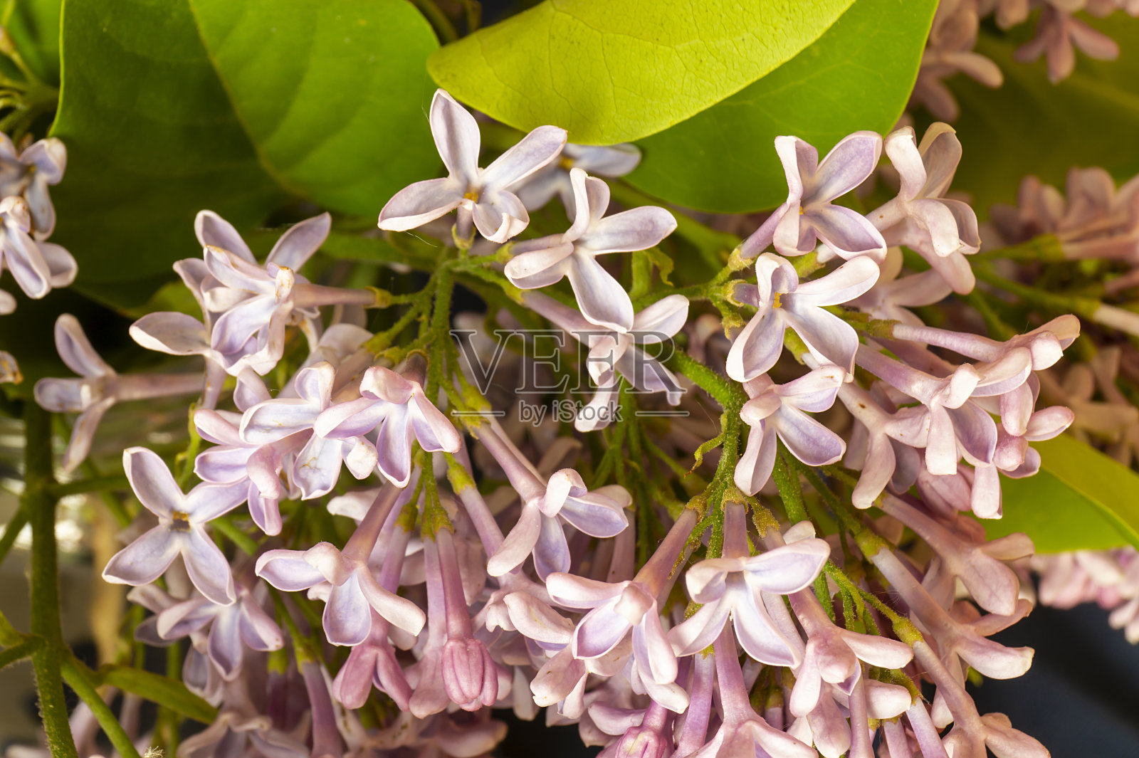 春花丁香在背景绿色的单子上照片摄影图片