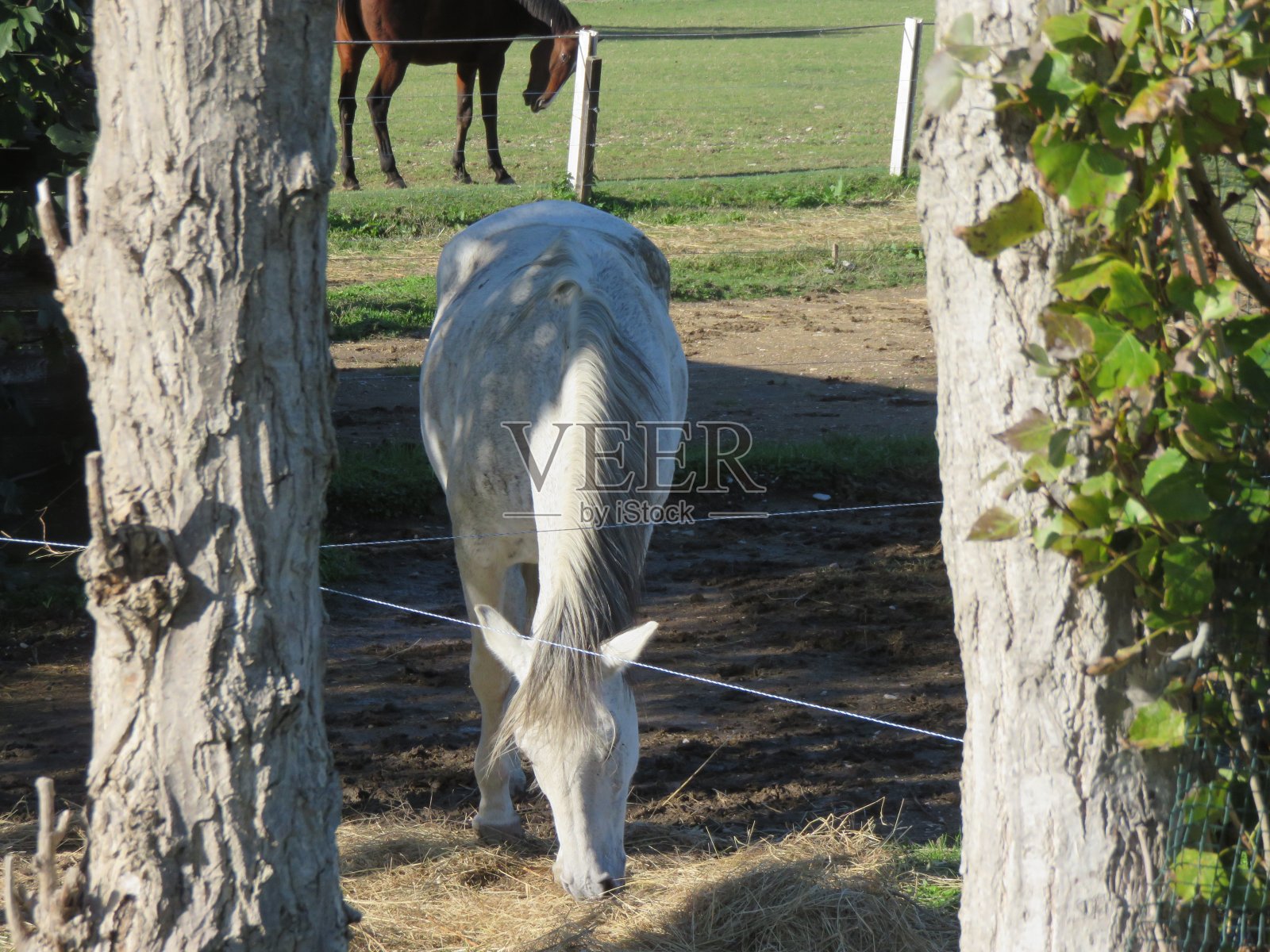 马照片摄影图片