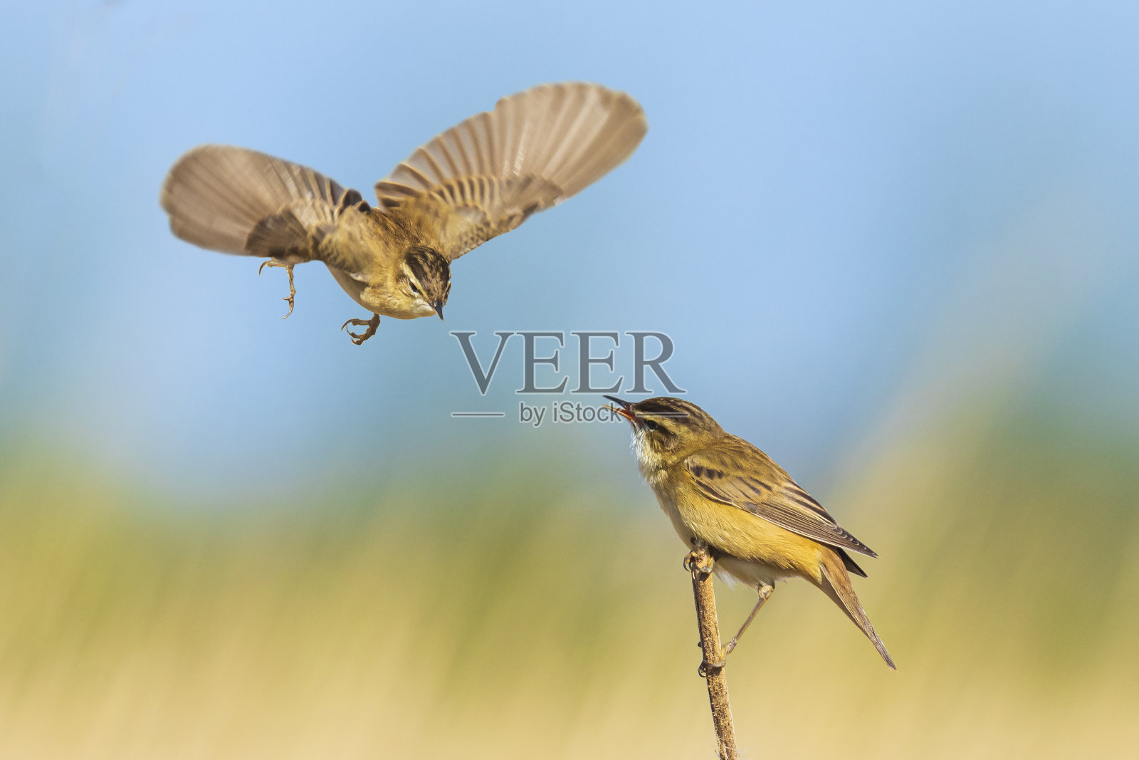 日出时在芦苇中鸣叫的欧亚苇莺。照片摄影图片