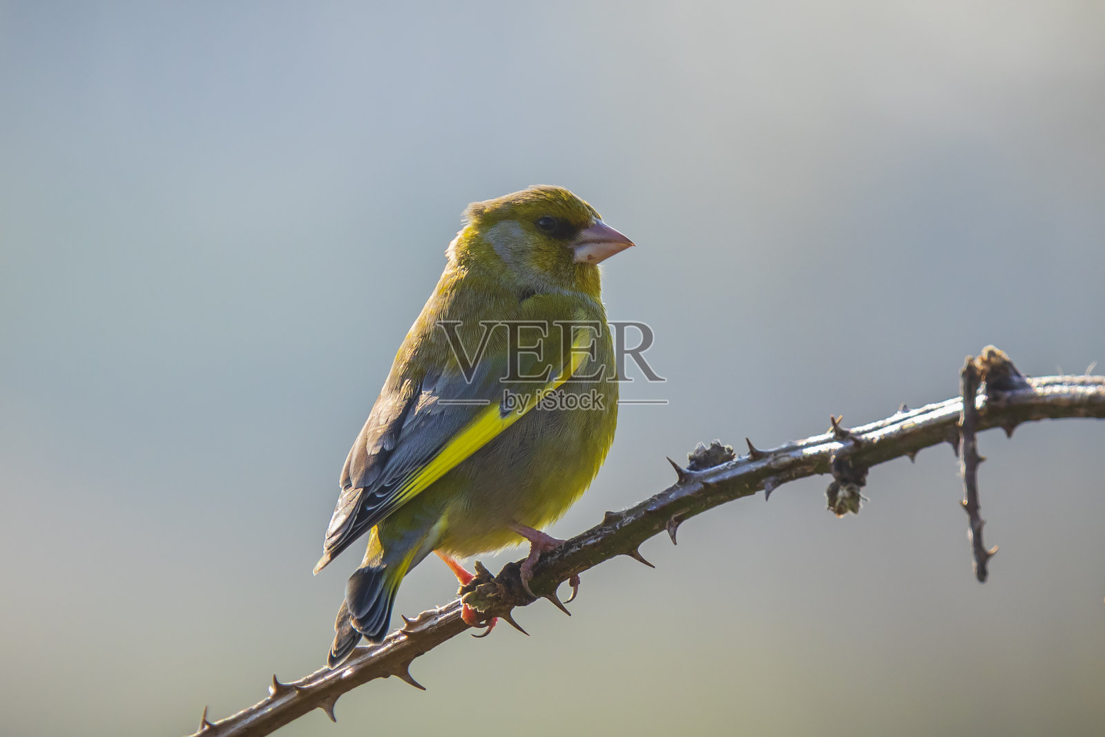 绿翅雀唱着歌照片摄影图片