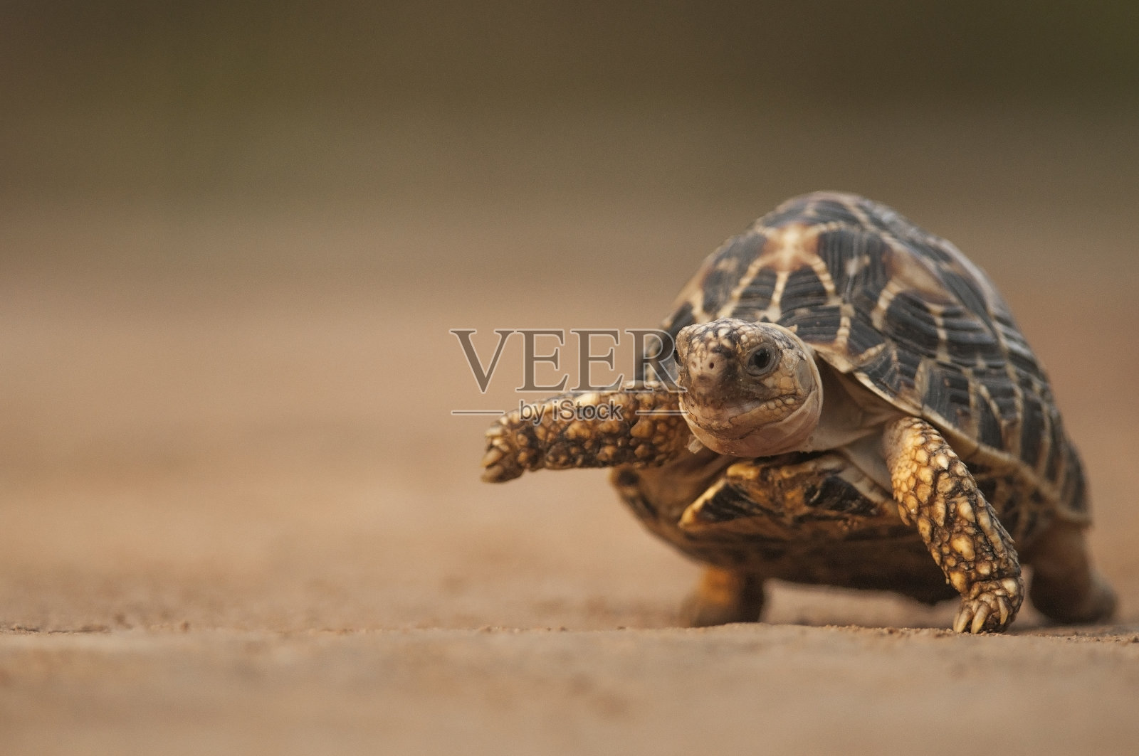 印度星龟照片摄影图片