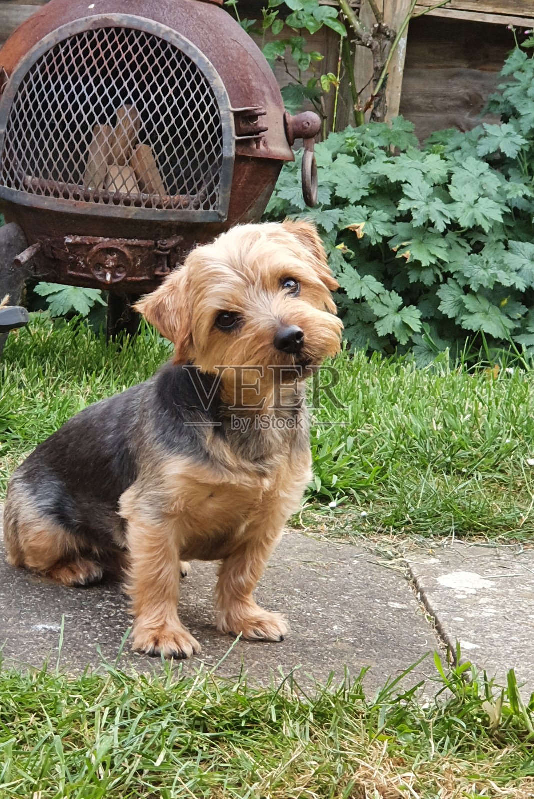 老式花园中的诺福克梗照片摄影图片