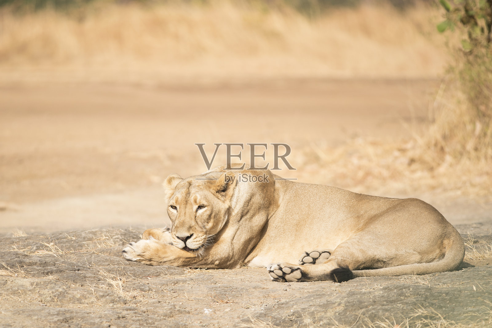 来自吉尔国家公园的亚洲母狮照片摄影图片