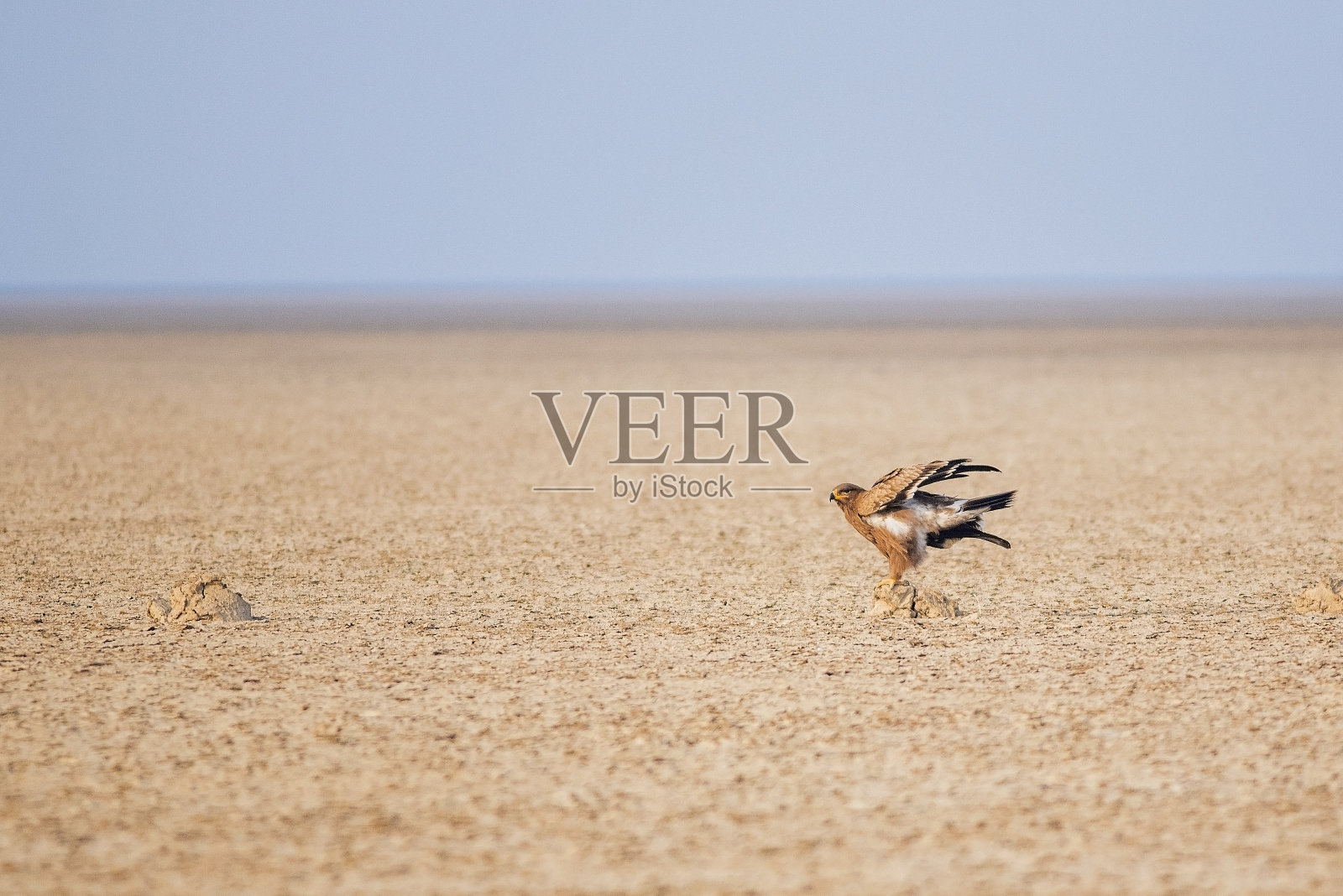 草原鹰照片摄影图片