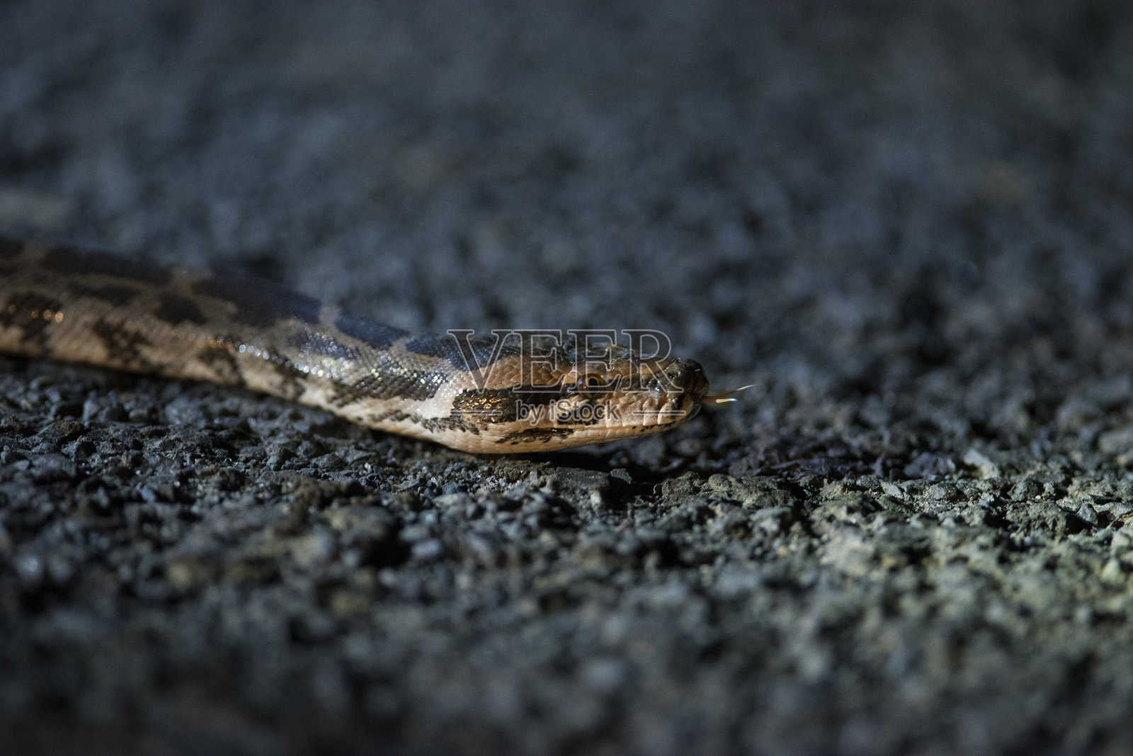 印度岩蟒照片摄影图片