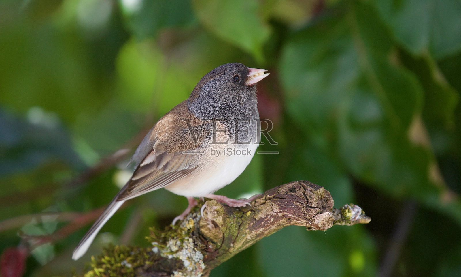 黑灯芯草雀母照片摄影图片
