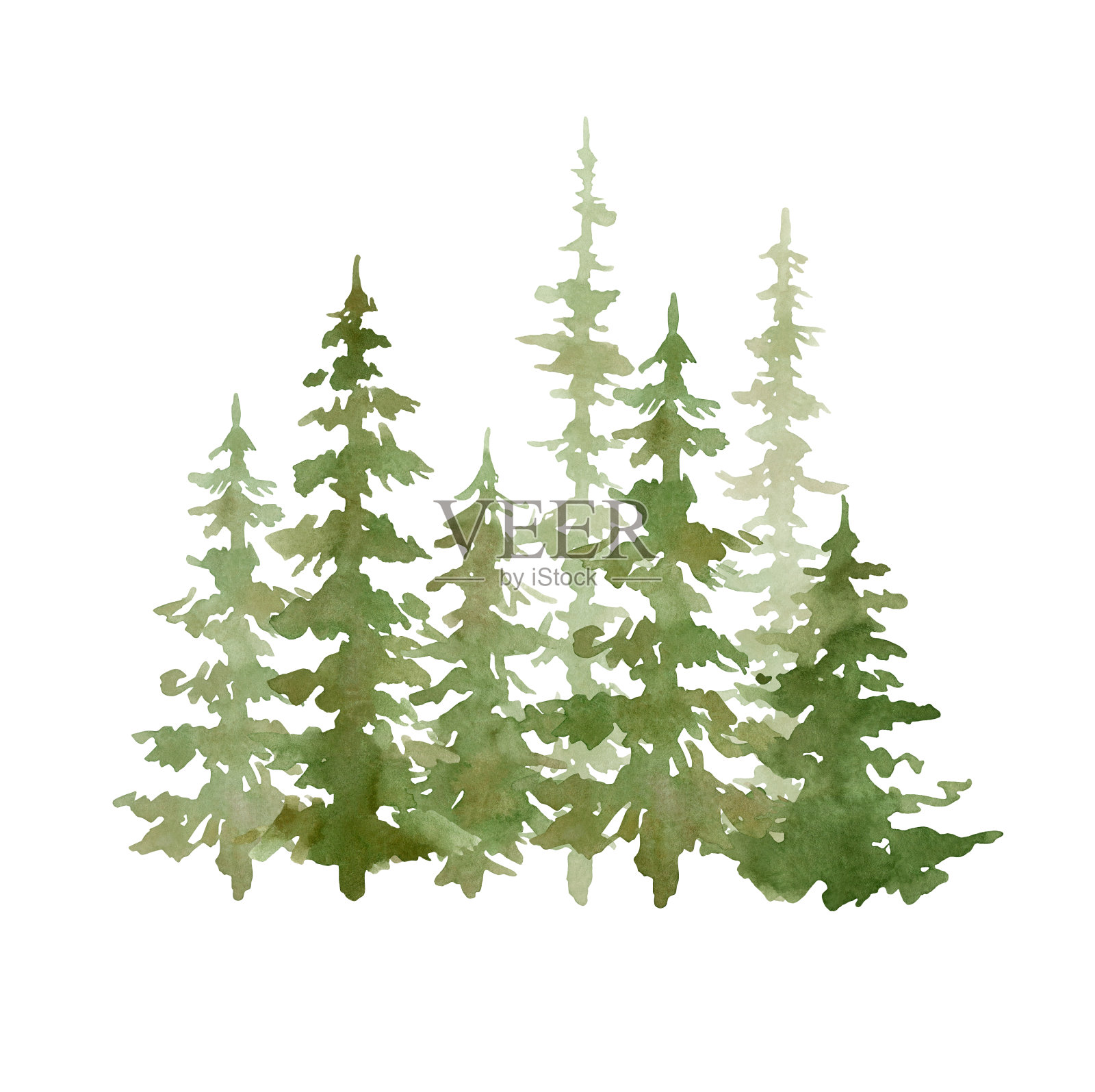 水彩画与常青树。森林元素为景观创造者。孤立的云杉，橡树，松树，冷杉树。松柏科的绿色森林插画图片素材
