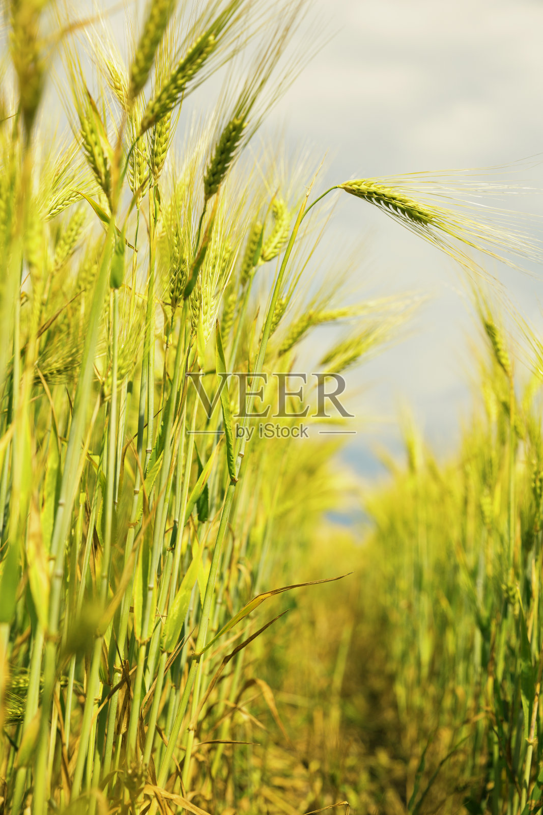 小麦穗特写天空背景照片摄影图片