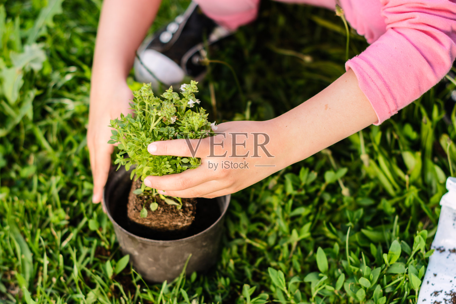 孩子种植草药的特写照片摄影图片